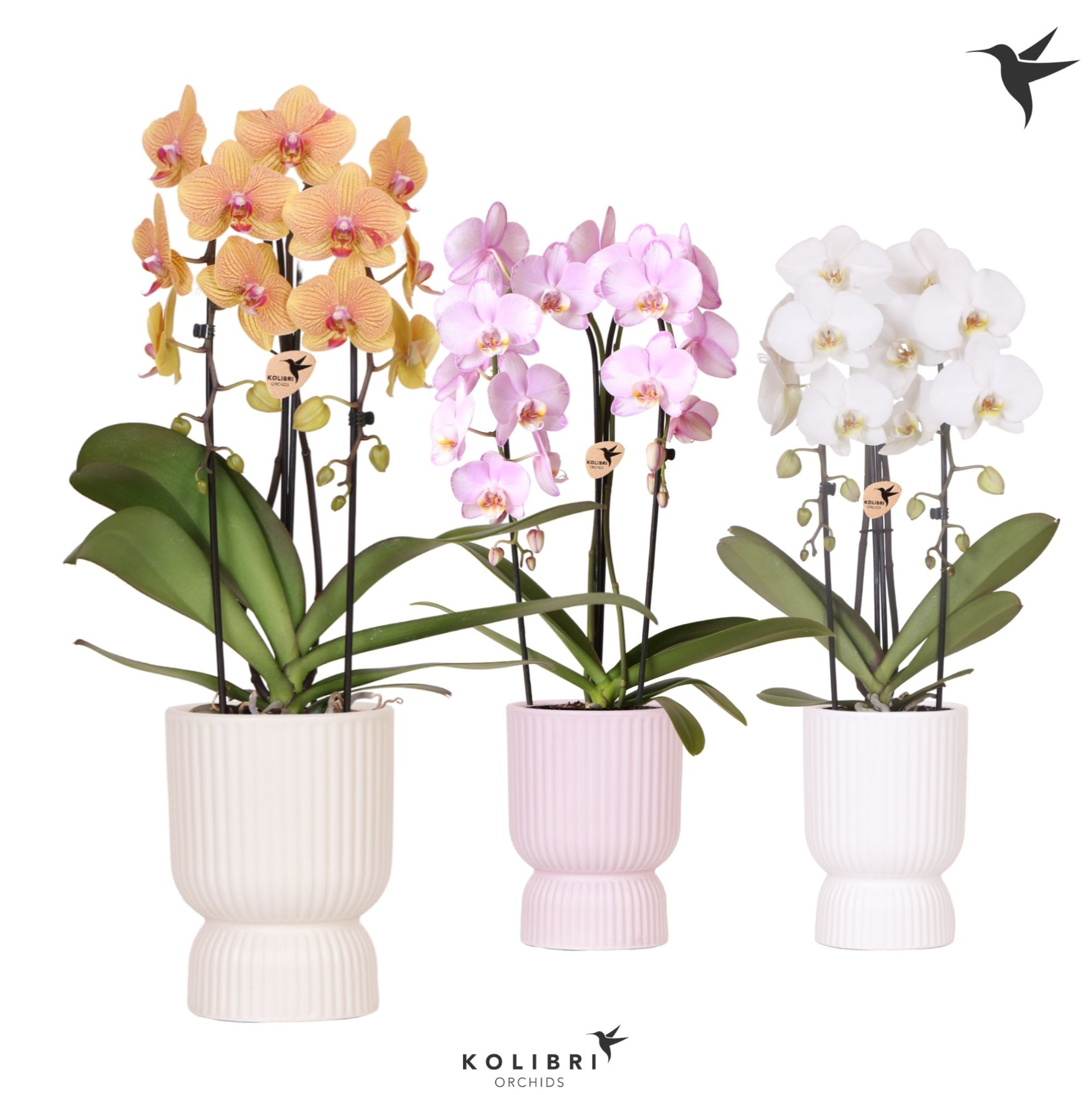 Kolibri Orchids Cascade Niagara Fall mix 2 spike in Diabolo pot mix, D 12 cm