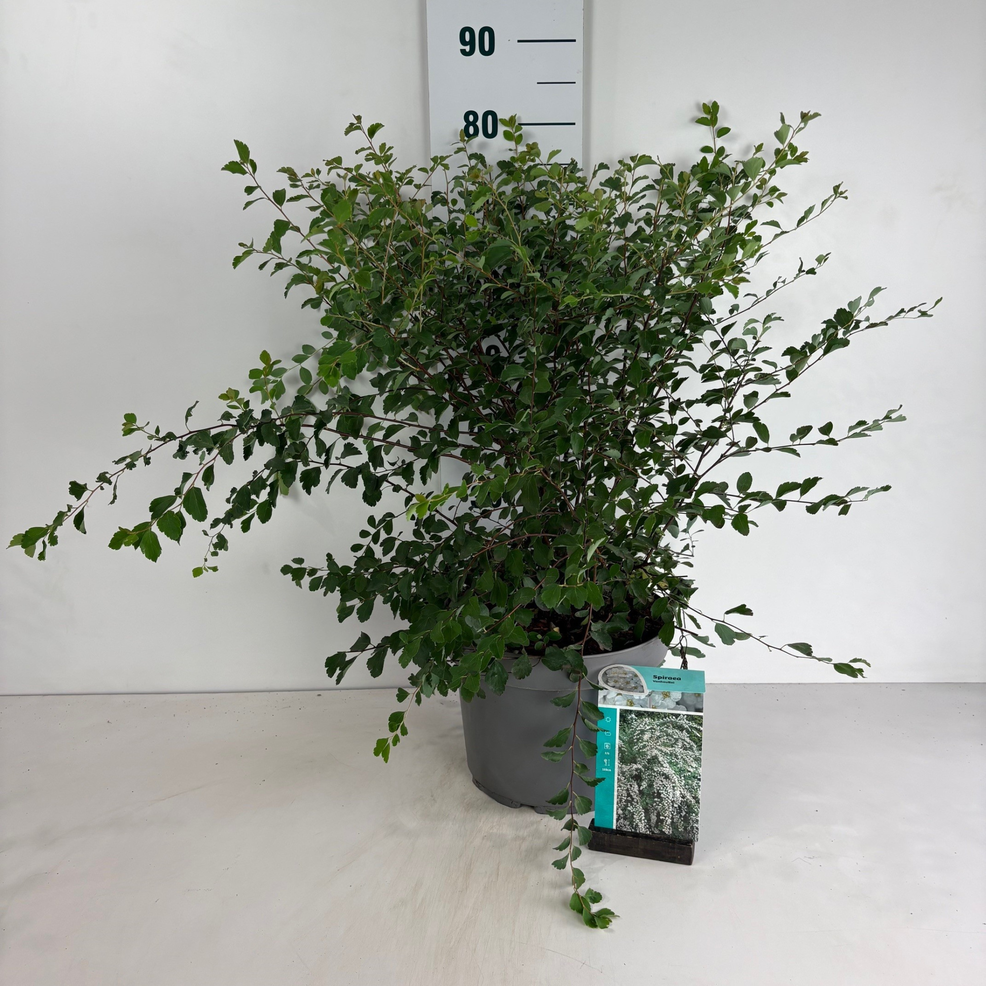 Spiraea vanhouttei, D 29 cm