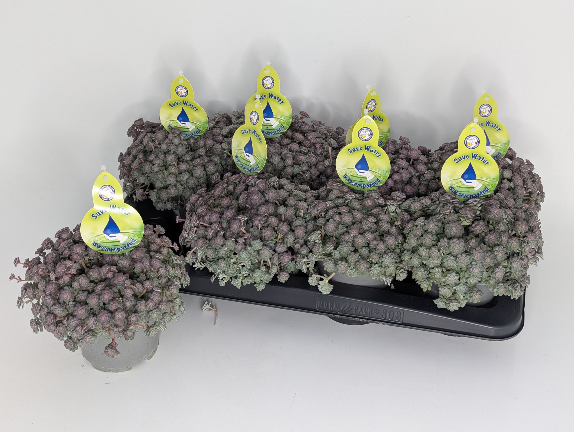 Sedum spathulifolium Cape Blanco T13, D 13