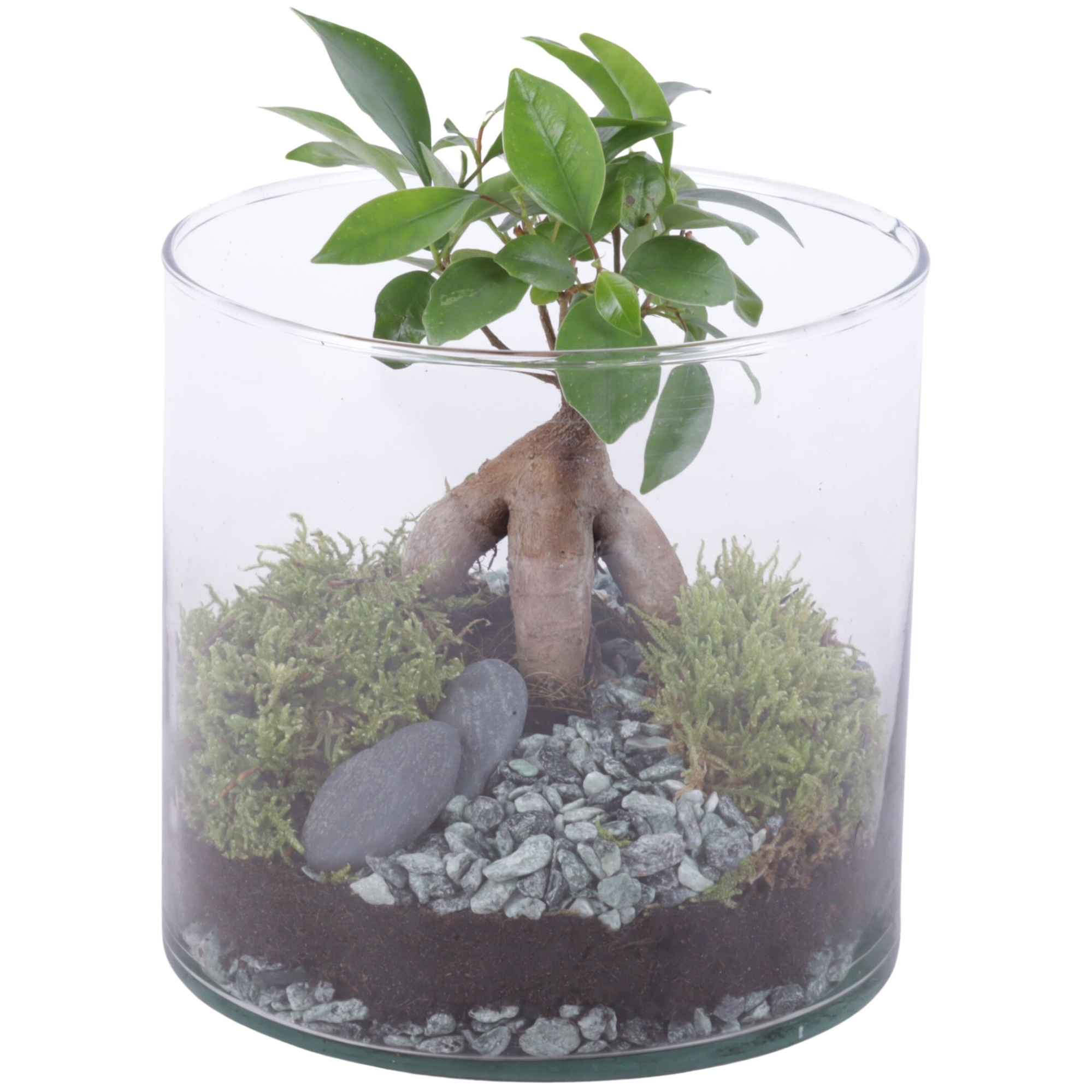 Ficus m. Ginseng Ø06cm in Glass Vase Cylinder Ø15cm, D 15 cm