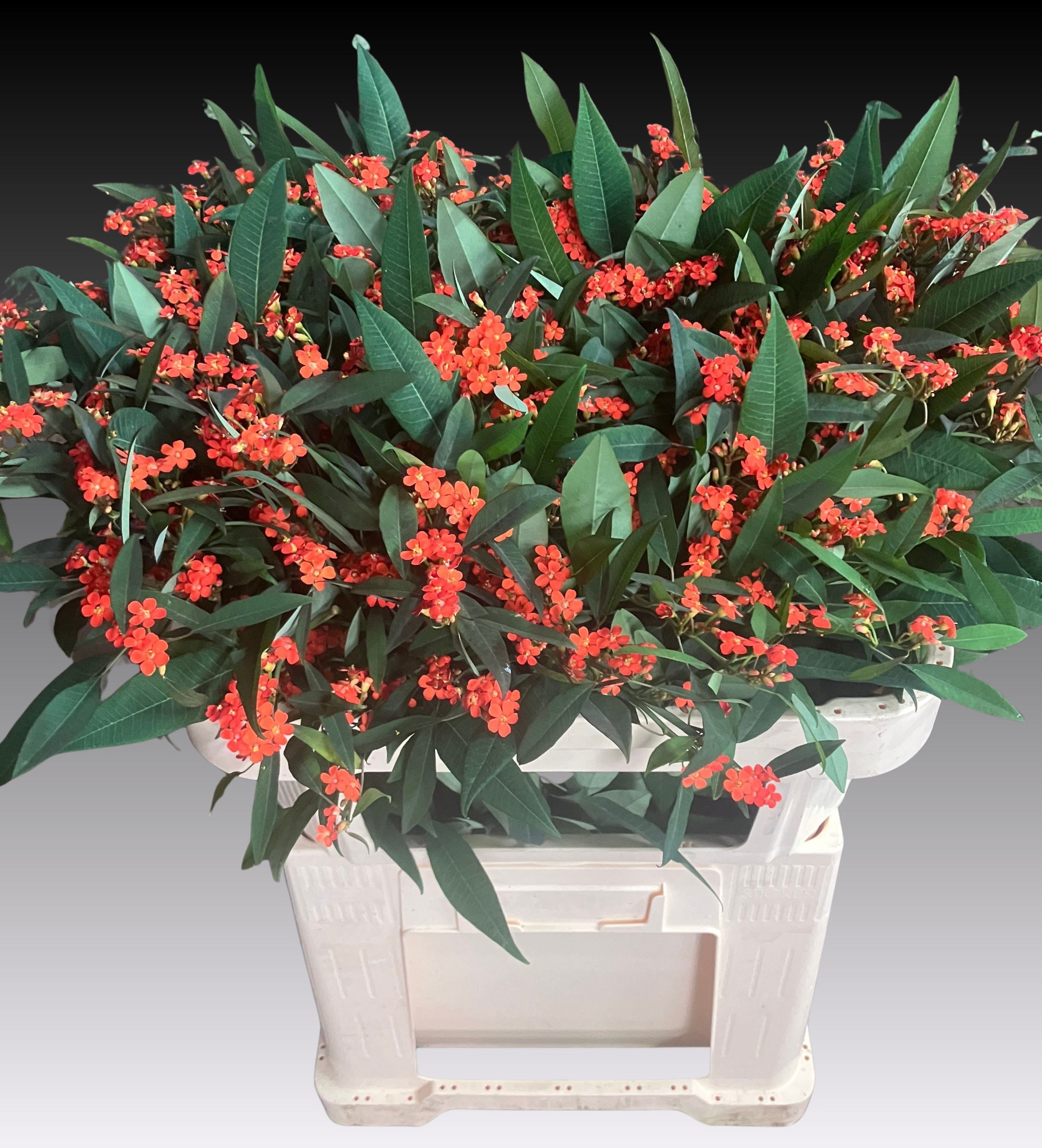 Эуфорбия куст. Квин Оф Оранж 70, шт.