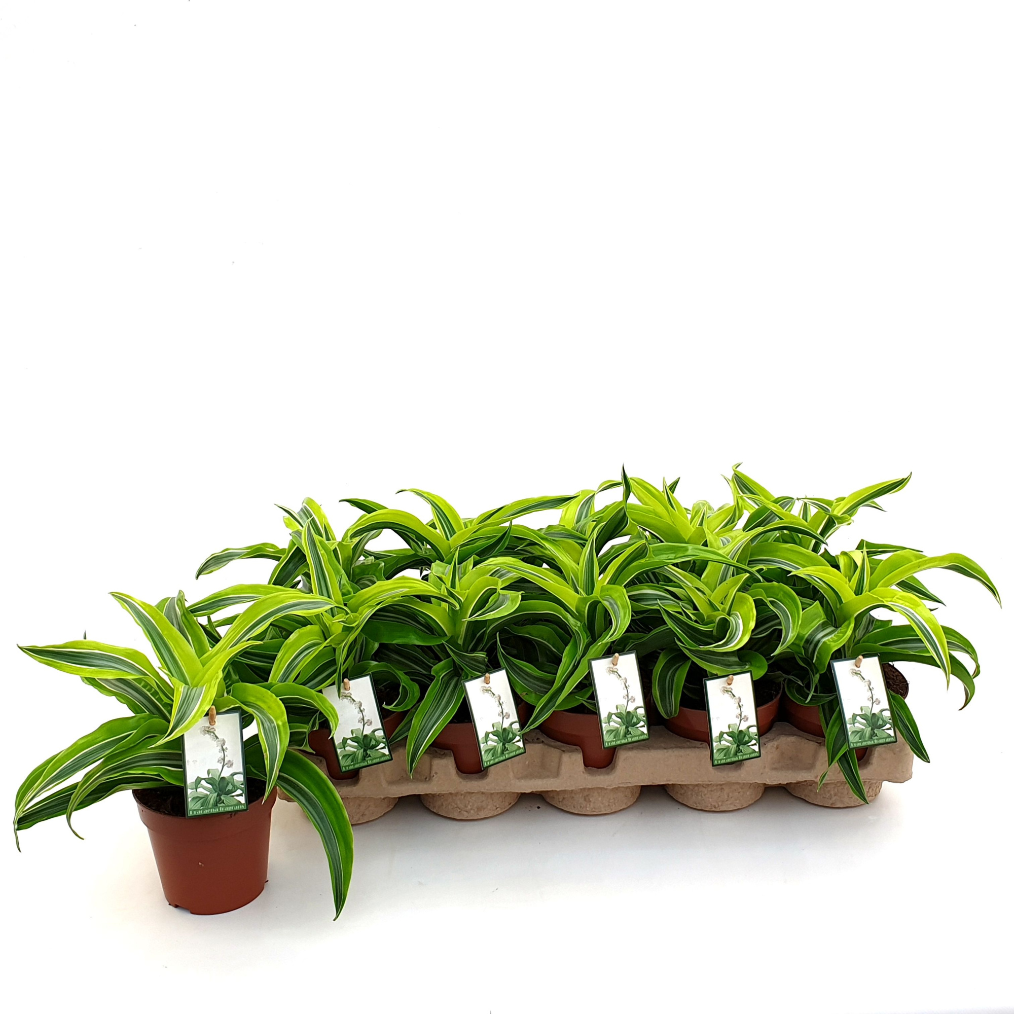 Dracaena Lemon Surprise in EcoExpert tray, D 12