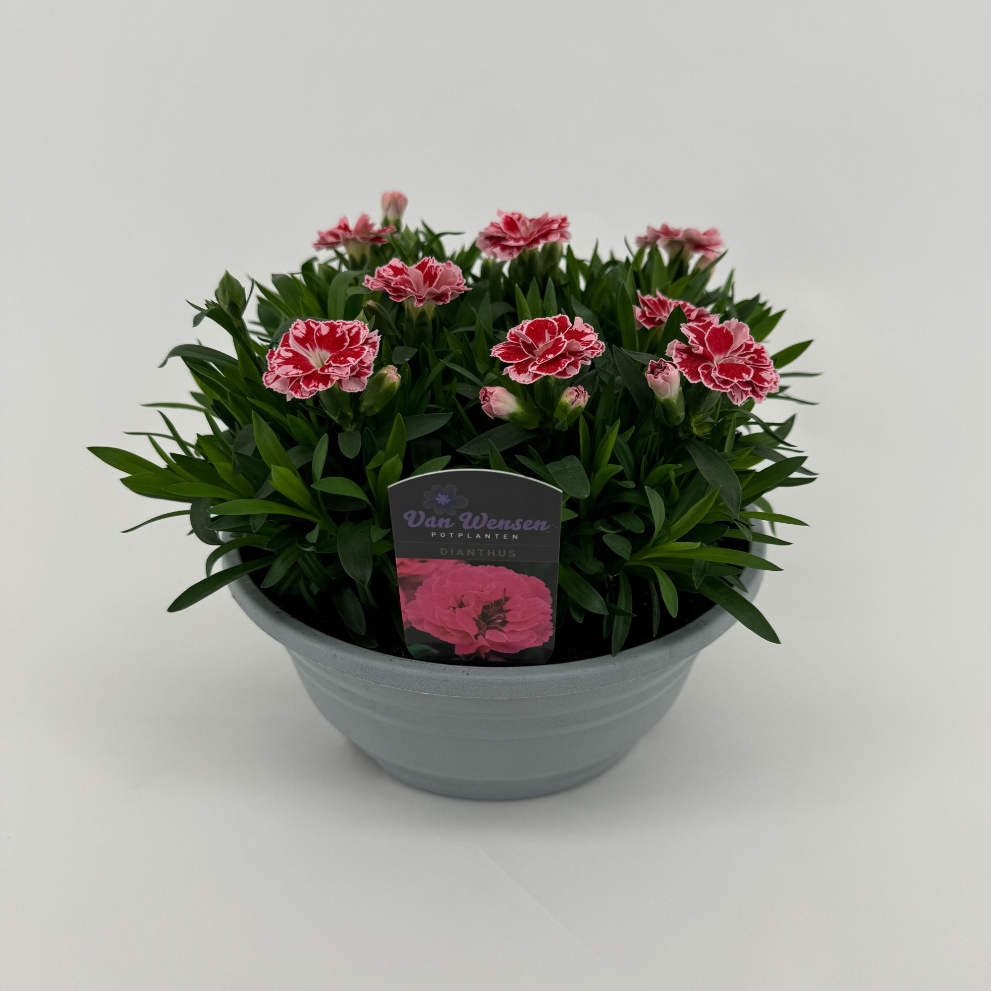 Dianthus 'Oscar' White and Red, D 21 cm