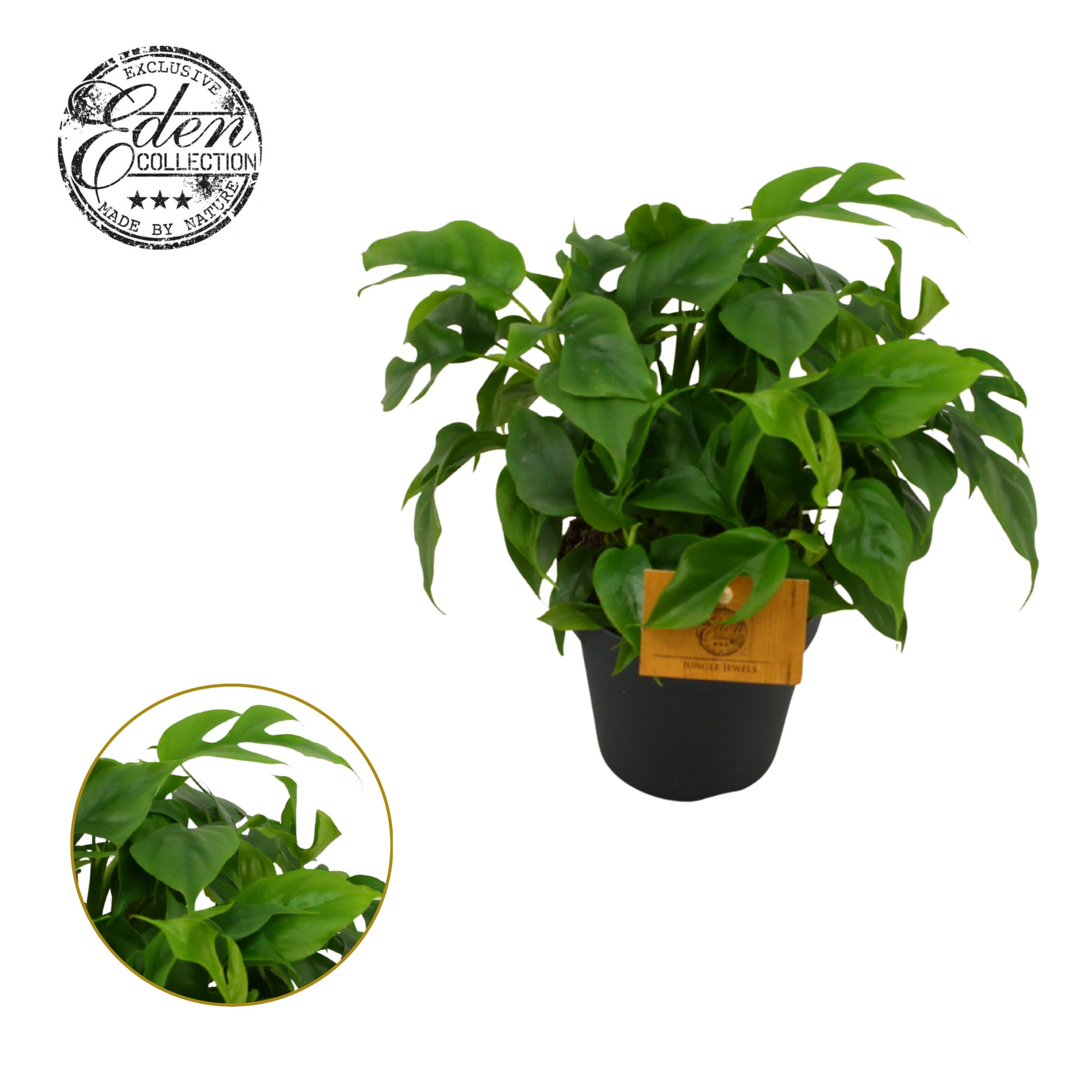 Monstera piccolo, 12cm 100 % veenvrij, D 12 cm