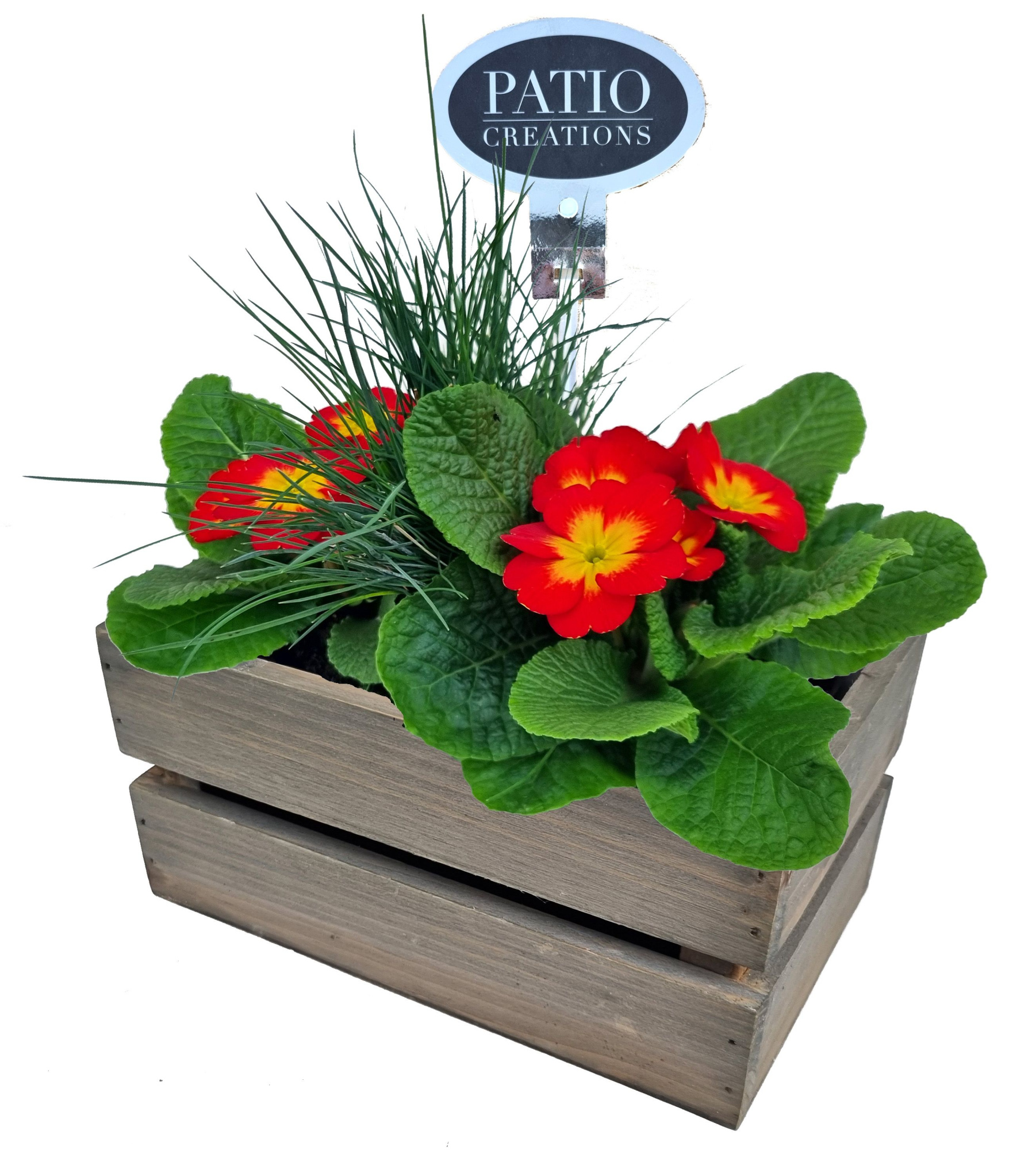 PRF790-9001 Primula/Festuca houten kistje S, D 20