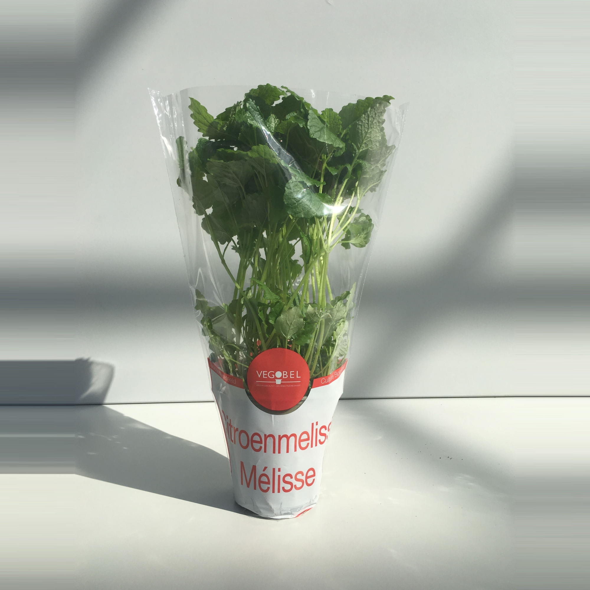 Citroenmelisse P9, D 9