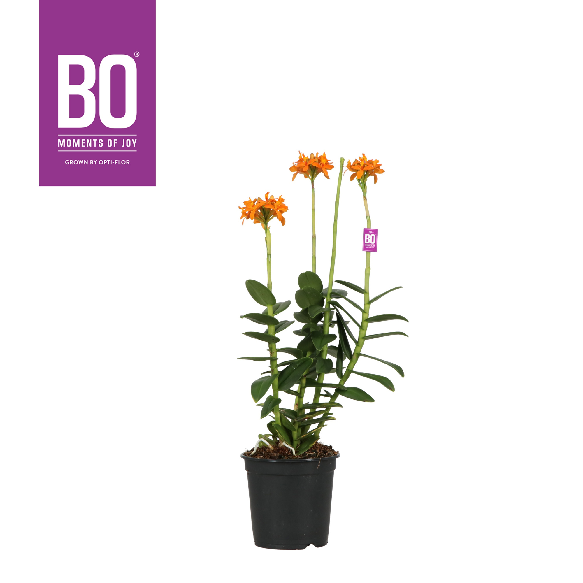 Epidendrum P12 BO Usako, D 12 cm