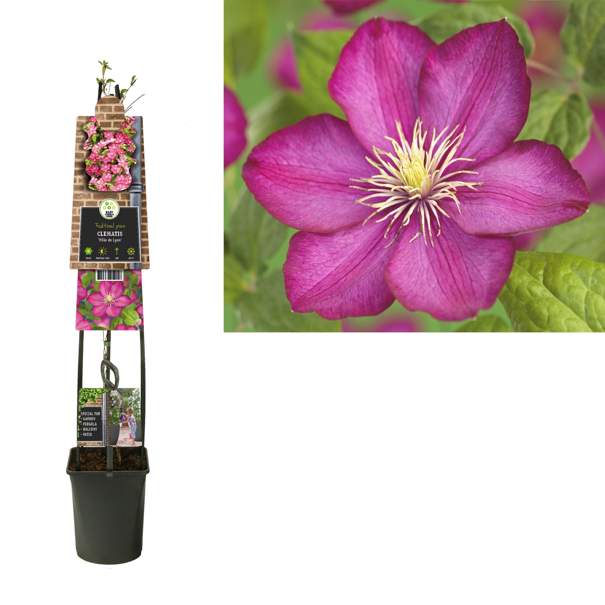 Clematis 'Ville de Lyon' +3.0 label, D 23 cm