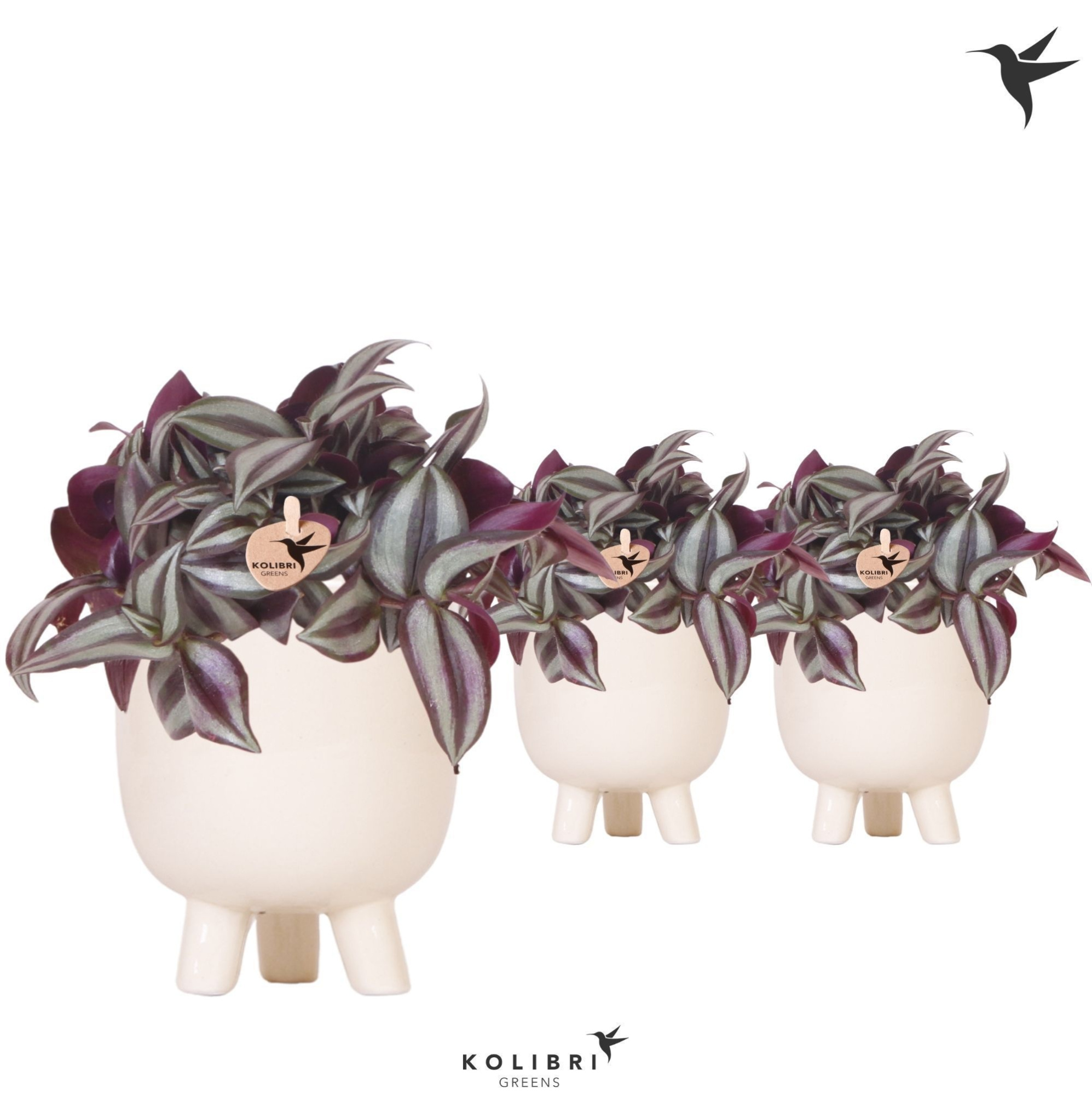 Kolibri Greens Tradescantia Zebrina in Gummy pot travertine, D 9