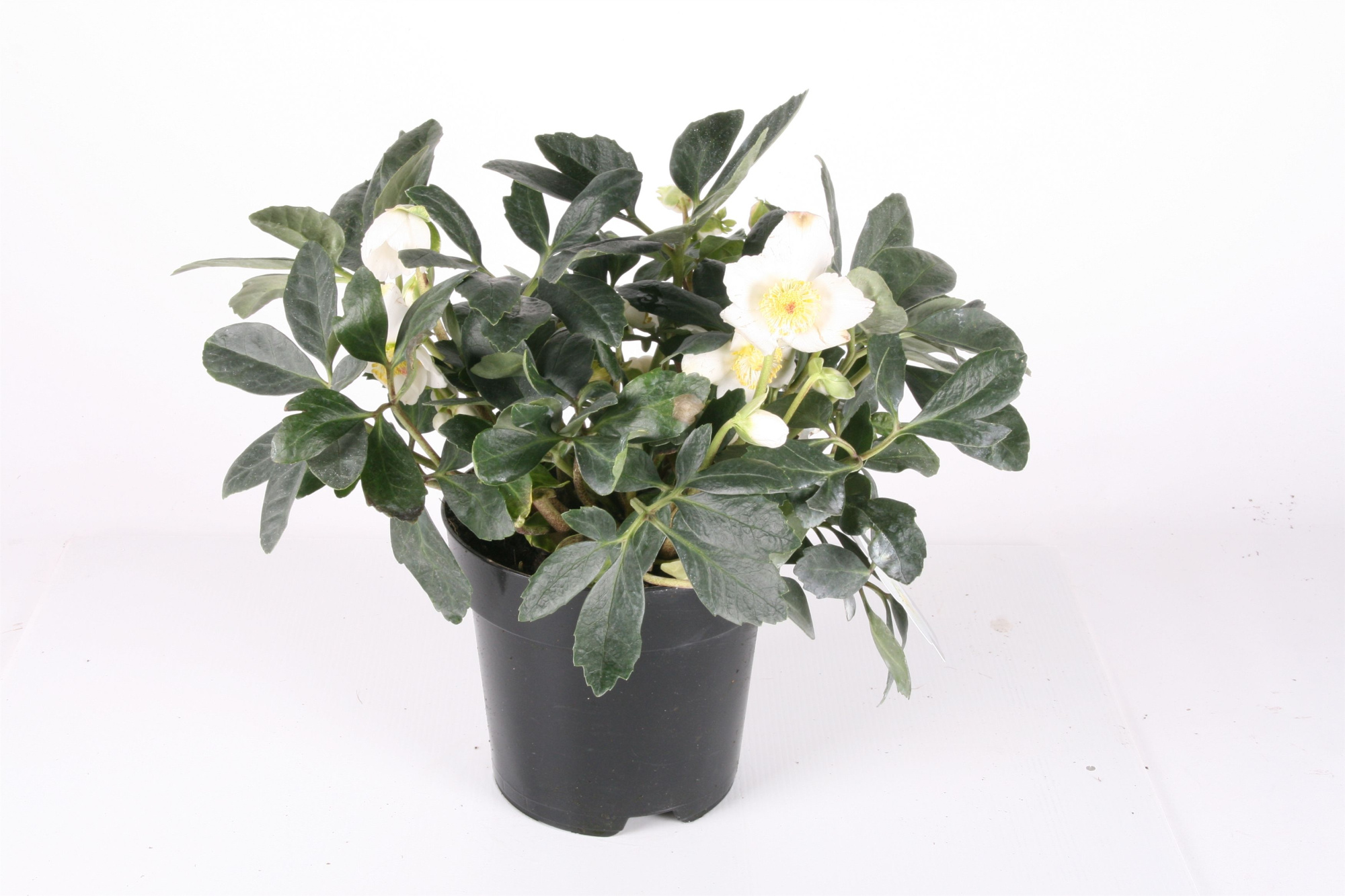 348 : P17 Helleborus niger Christmas Carol p17 Kerst zwart, D 17 cm