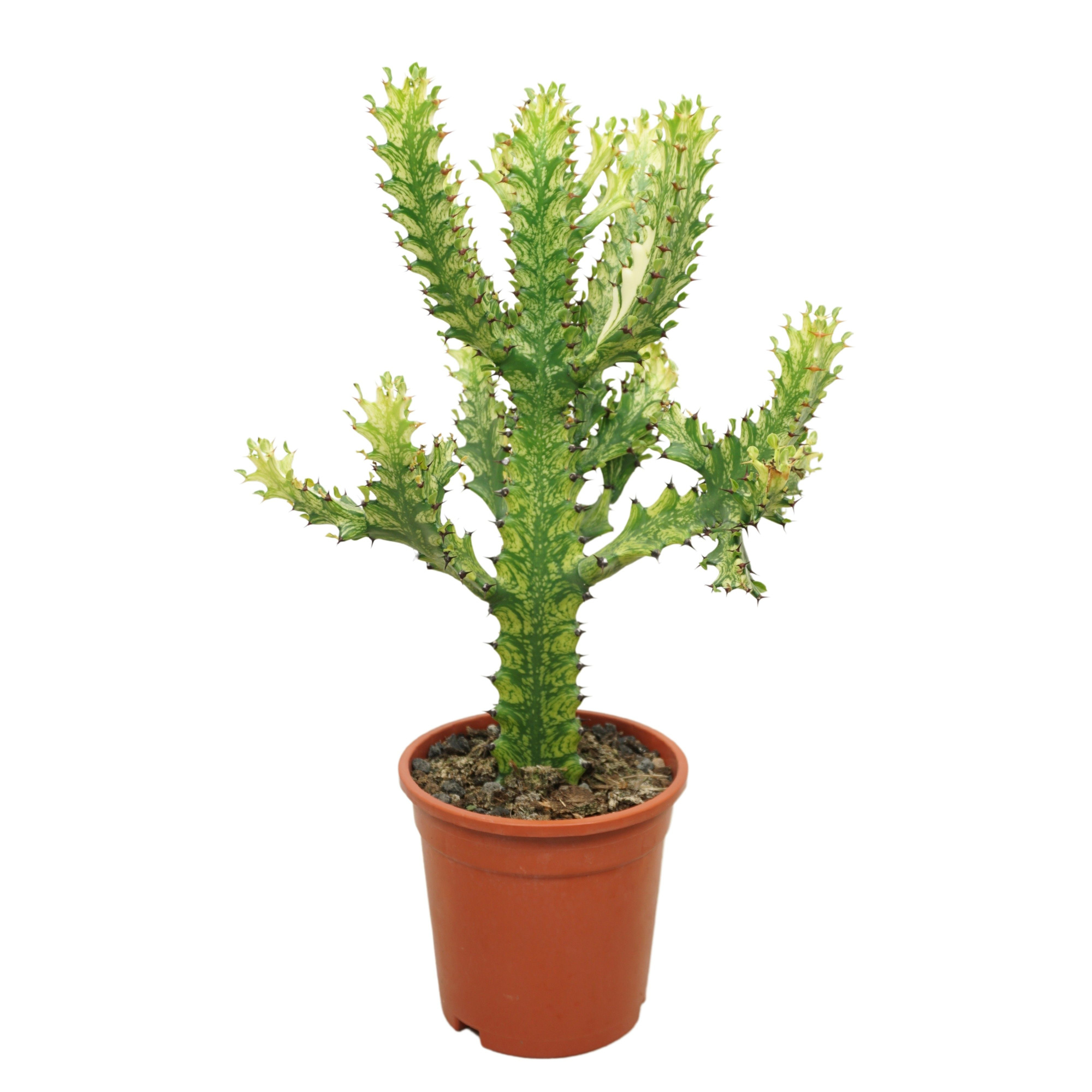 Euphorbia mayurnathanii variegata 17 cm, D 17 cm