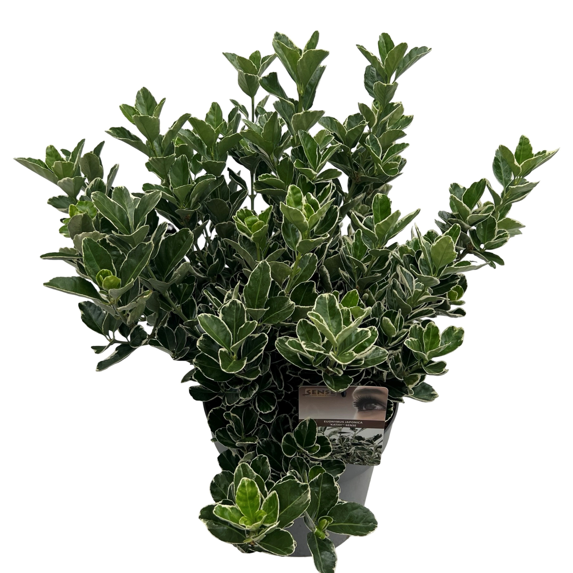 Euonymus jap. 'Kathy' sense, D 27 cm