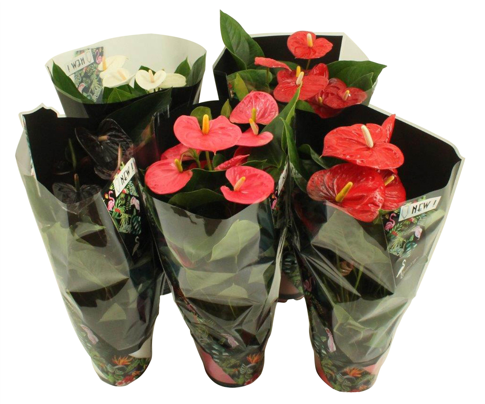 Anthurium Jungle mix 17cm, D 17