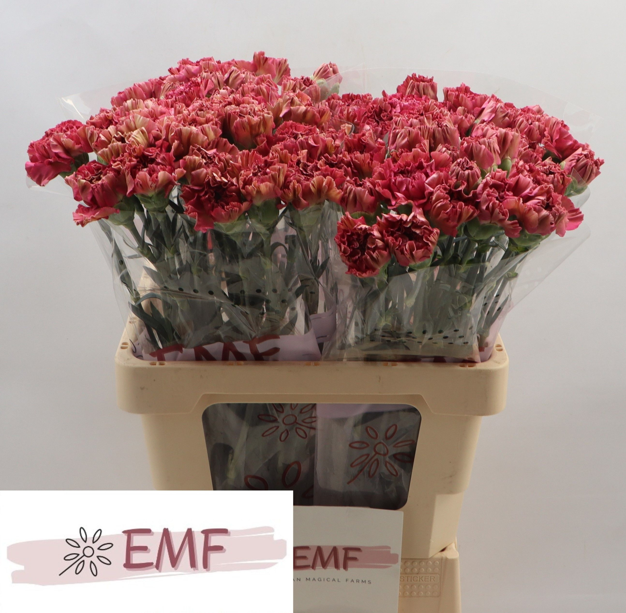 Диантус од. Вайпер Вайн, шт.