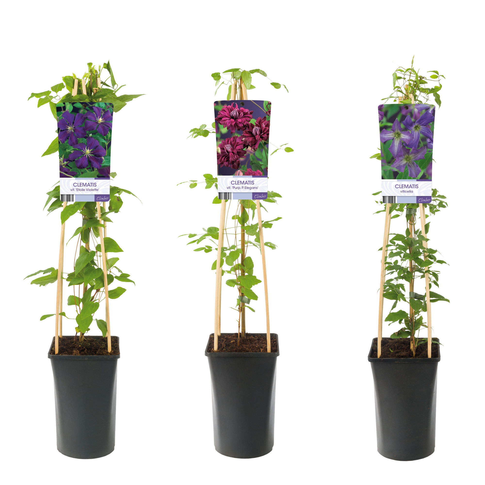 Mixshelf Clematis viticella varities +light label, D 17