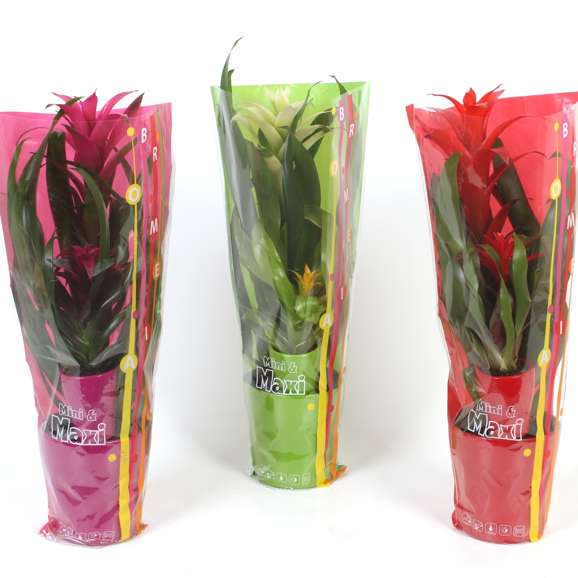 Bromelia Mini Maxi, D 13 cm