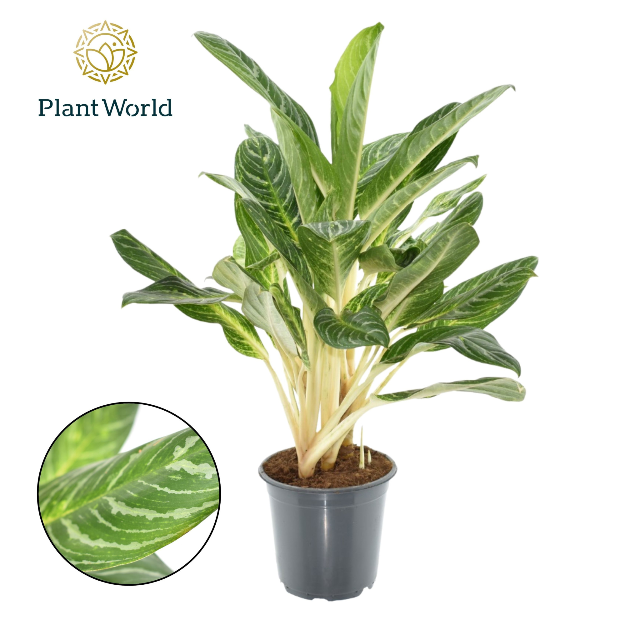 Aglaonema Keylime, D 21