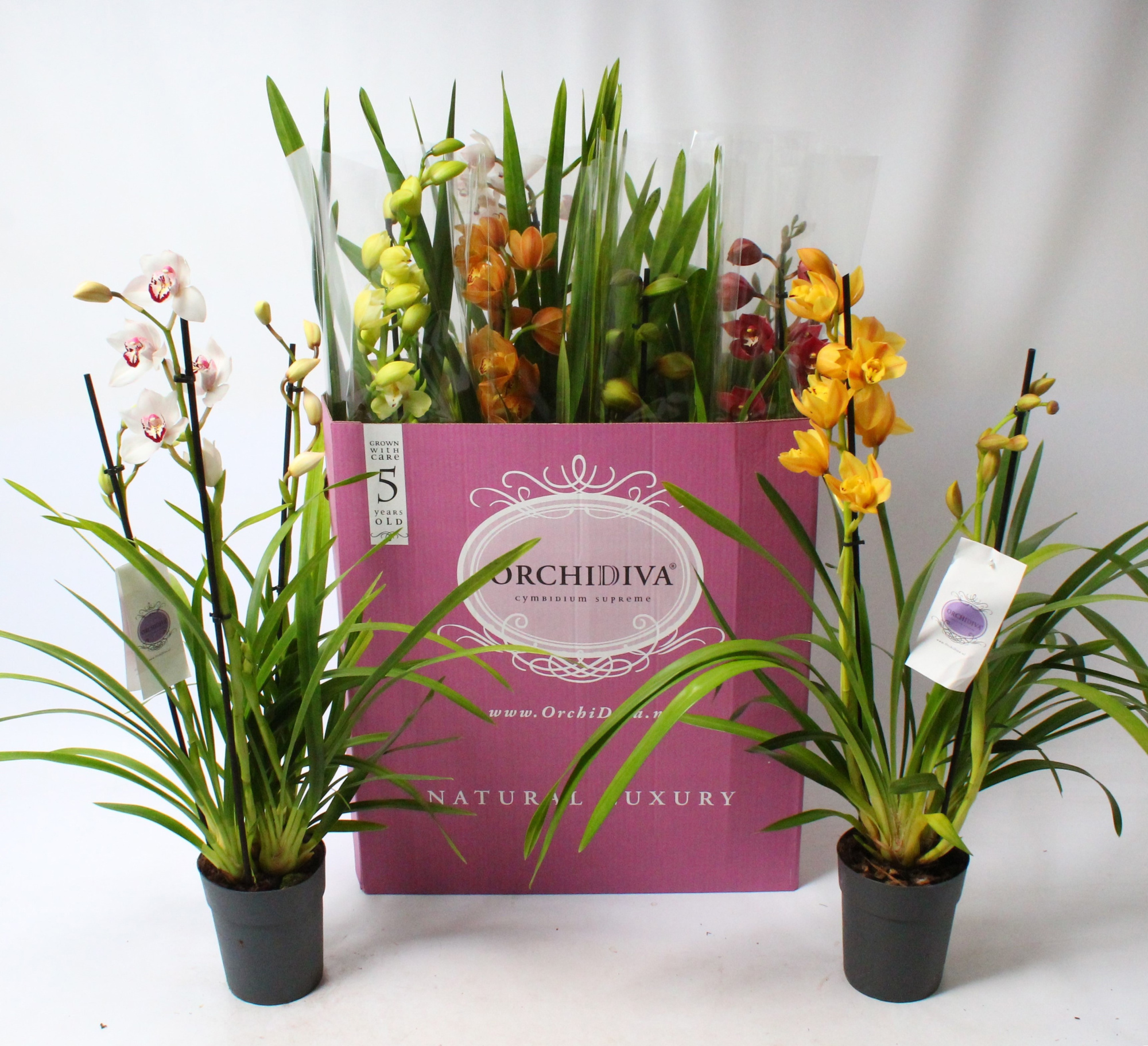 Cymbidium kleuren mix 2-3 tak, D 14