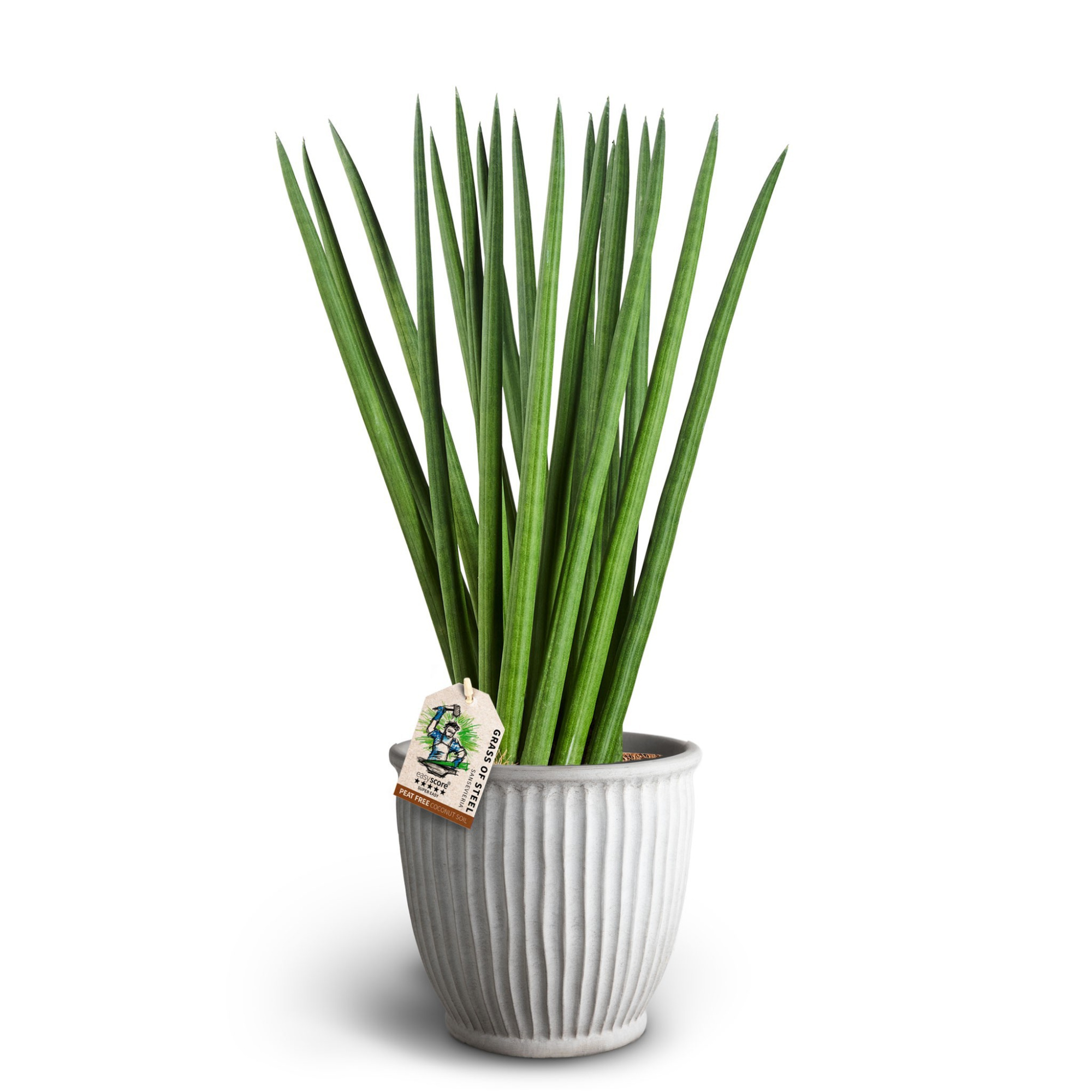 Athena Sand, Sansevieria cylindrica Spaghetti, D 17