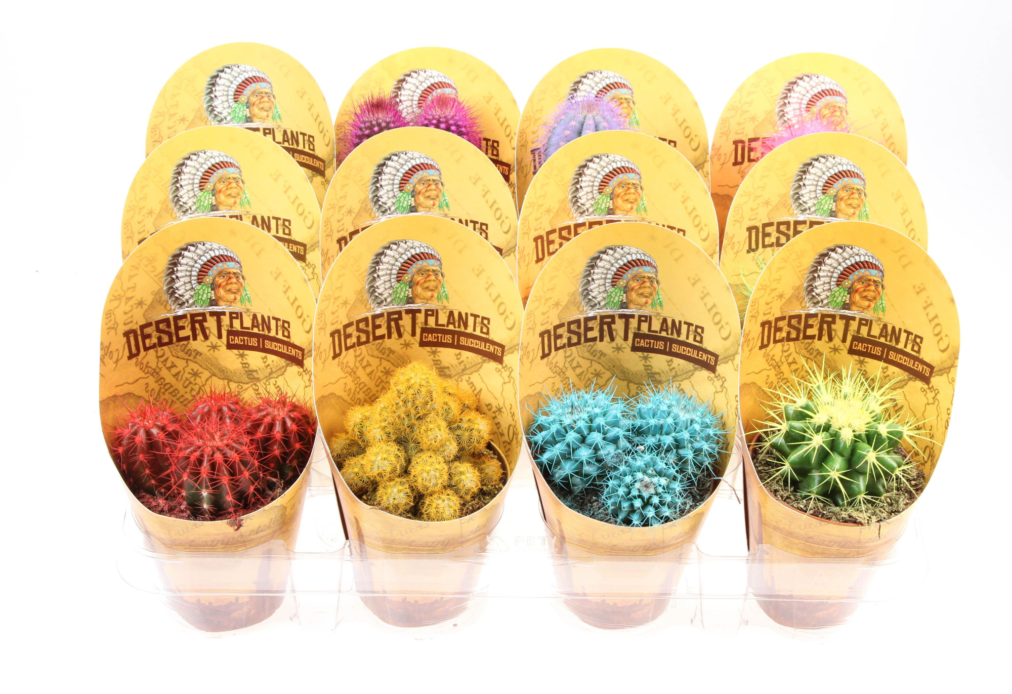 Potcover desert plants cactus rainbow, D 8,5 cm