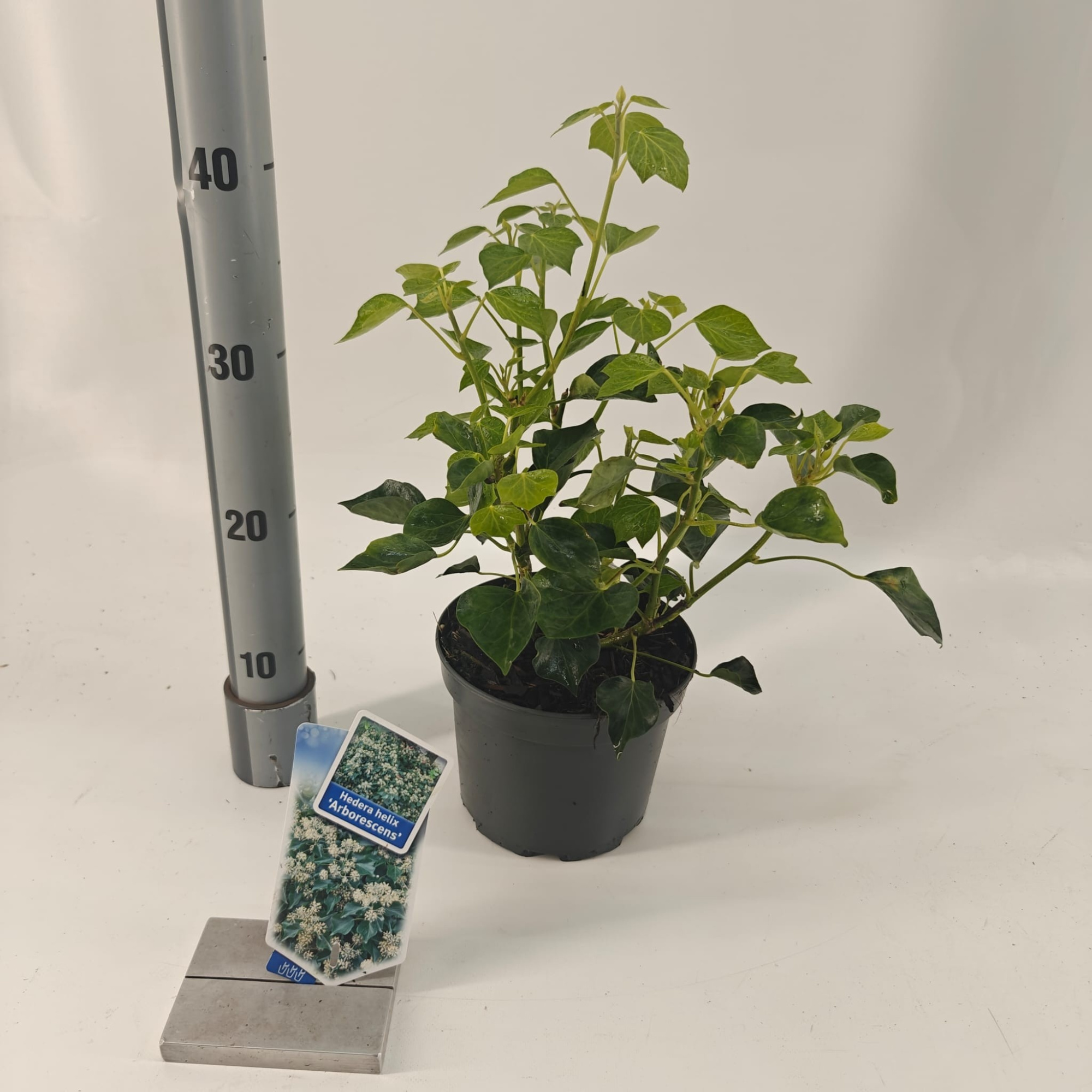 Hedera helix 'Arborescens', D 17 cm