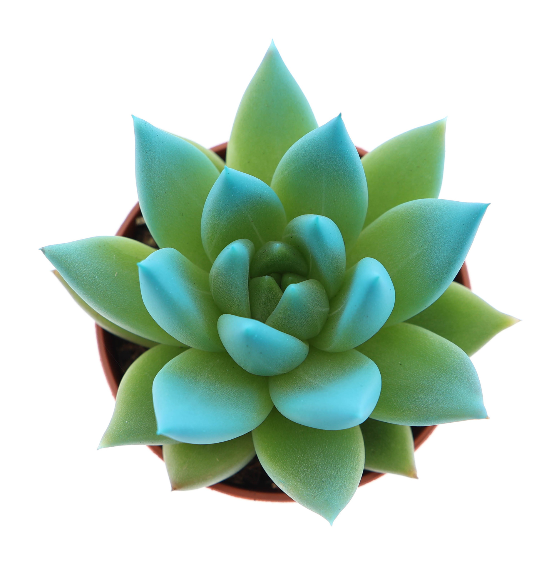 Miranda tips sky blue, D 5,5 cm