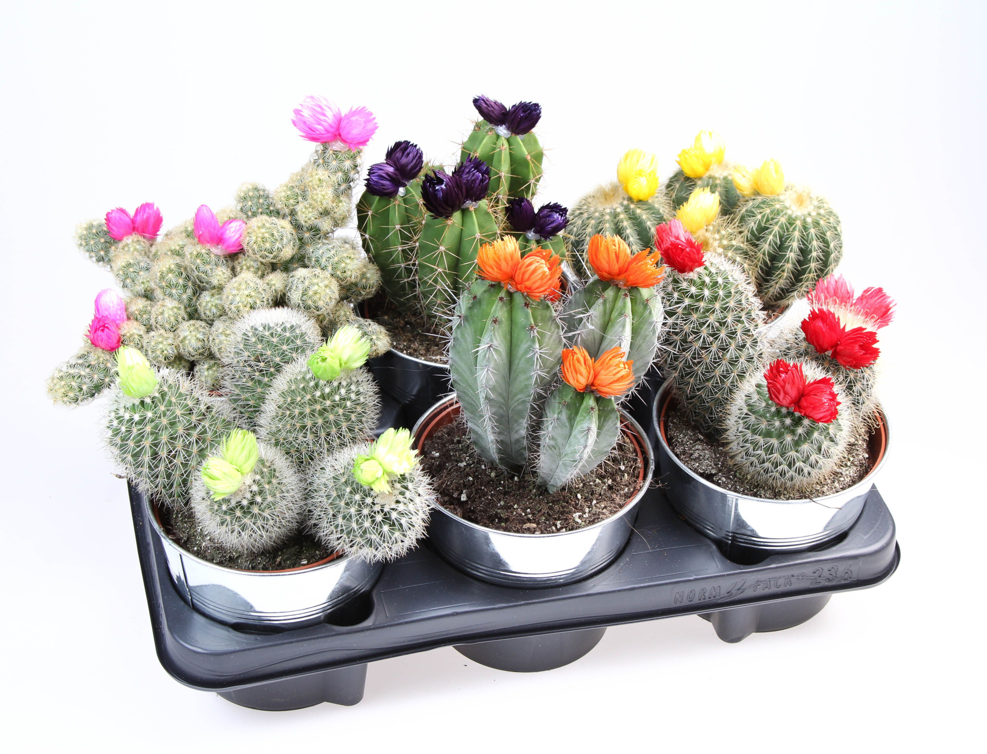 Strobloem in zinkpot, D 12,5