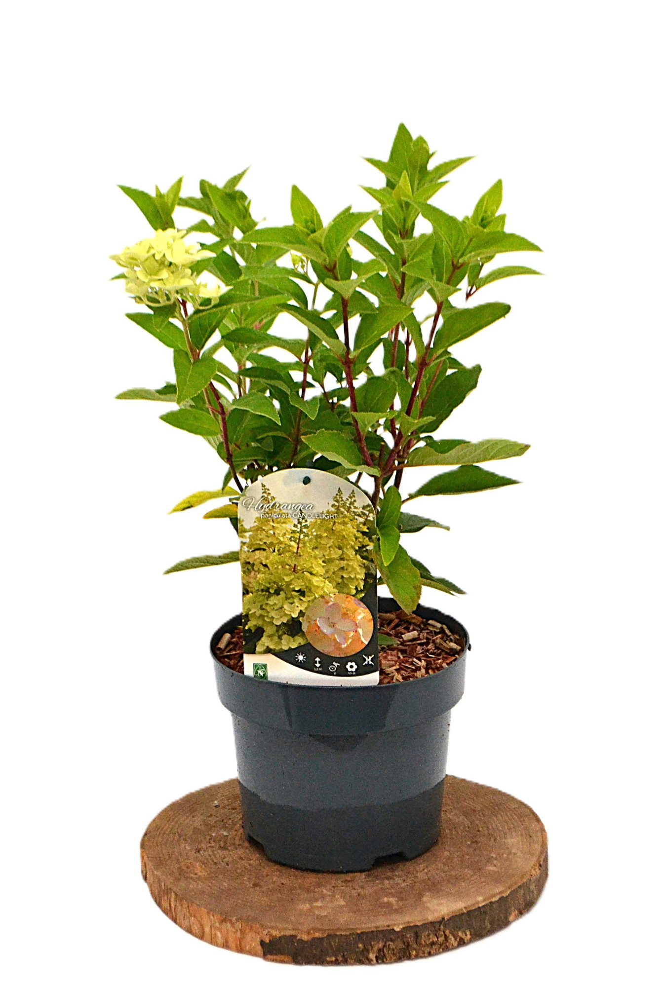 Hydrangea paniculata Candlelight C3, D 19