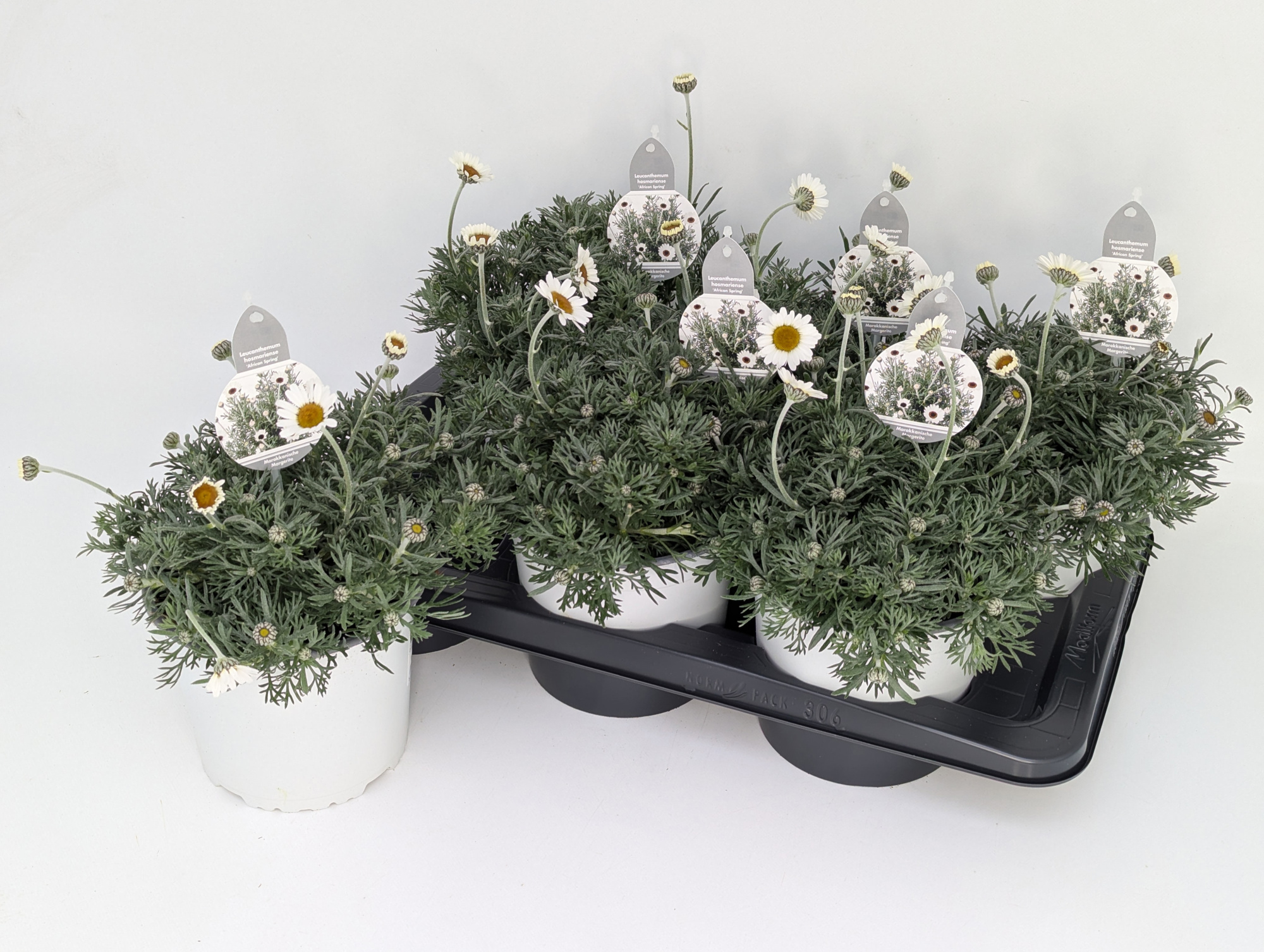 Leucanthemum maximum "African Spring" T17, D 17