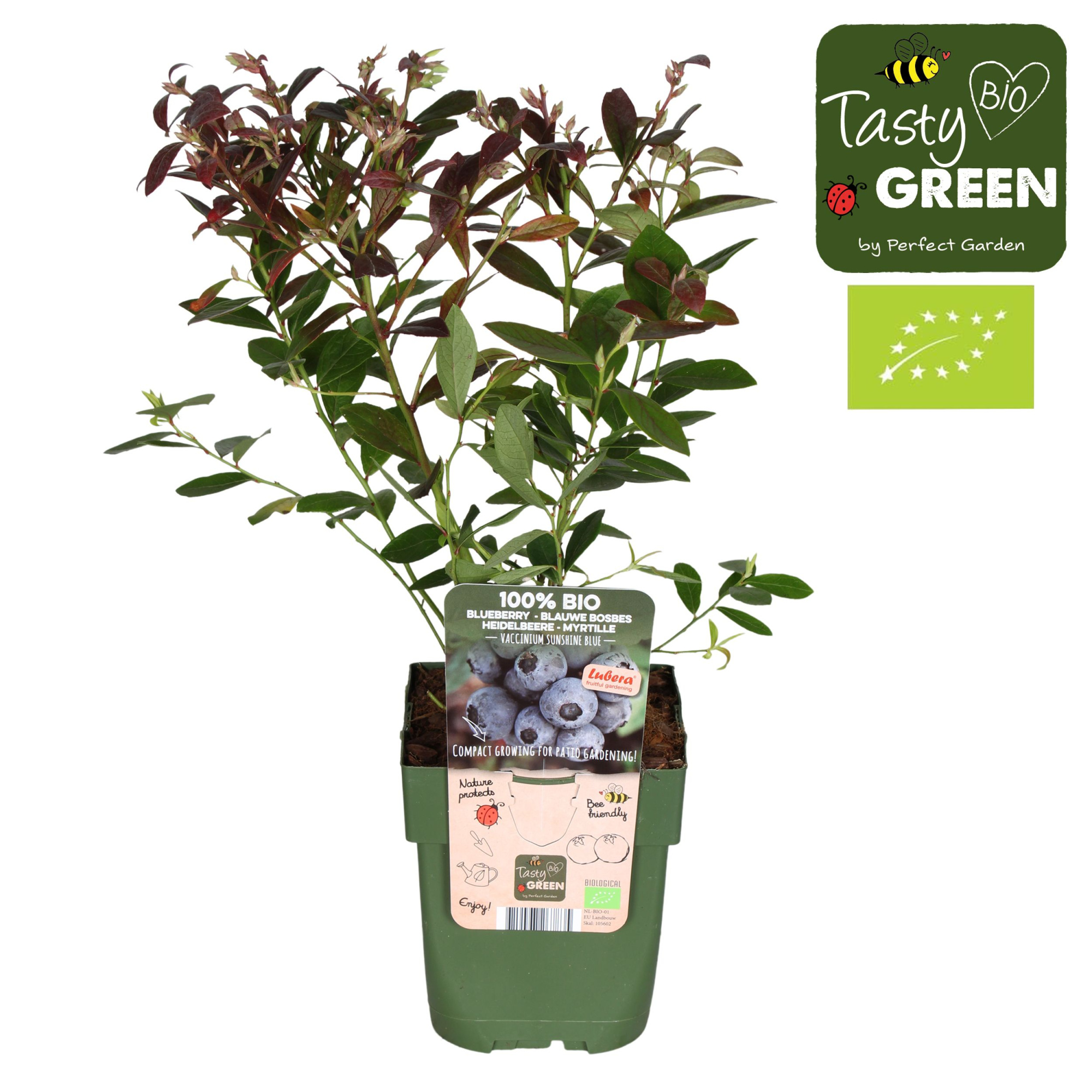 Vaccinium corymb. Sunshine Blue Bio P13, D 13 cm