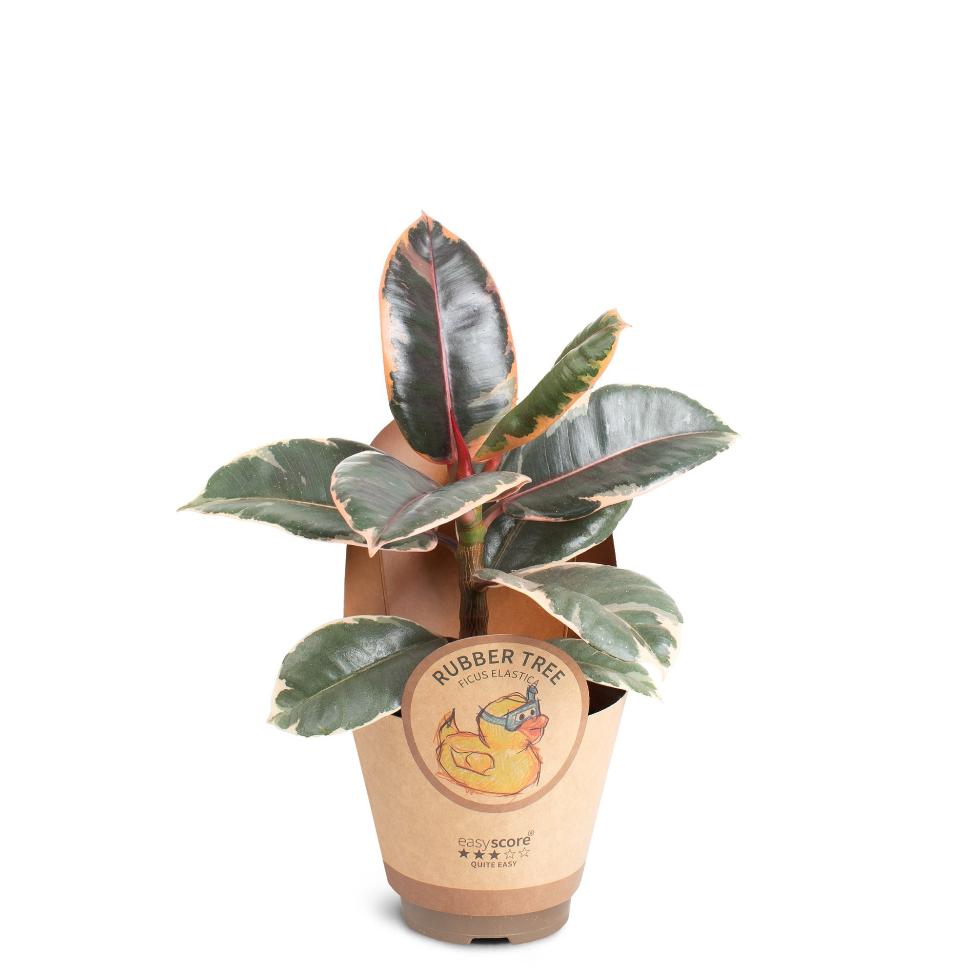 Ficus elastica ´Belize´, D 9
