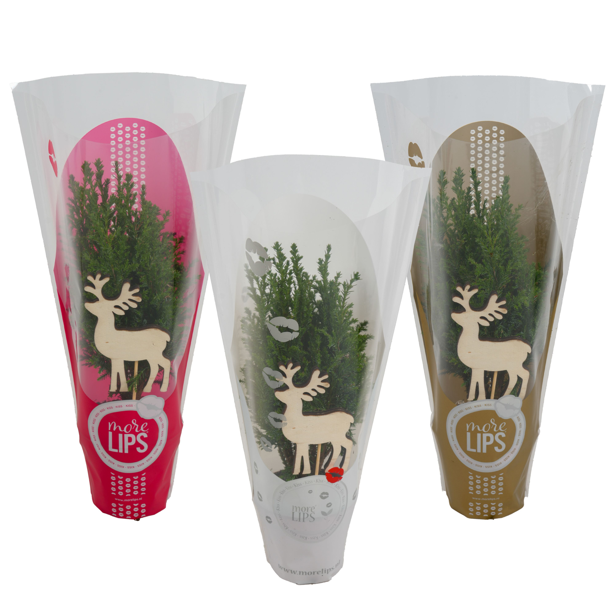 Ellwoodii groen Morelips rendier, D 9