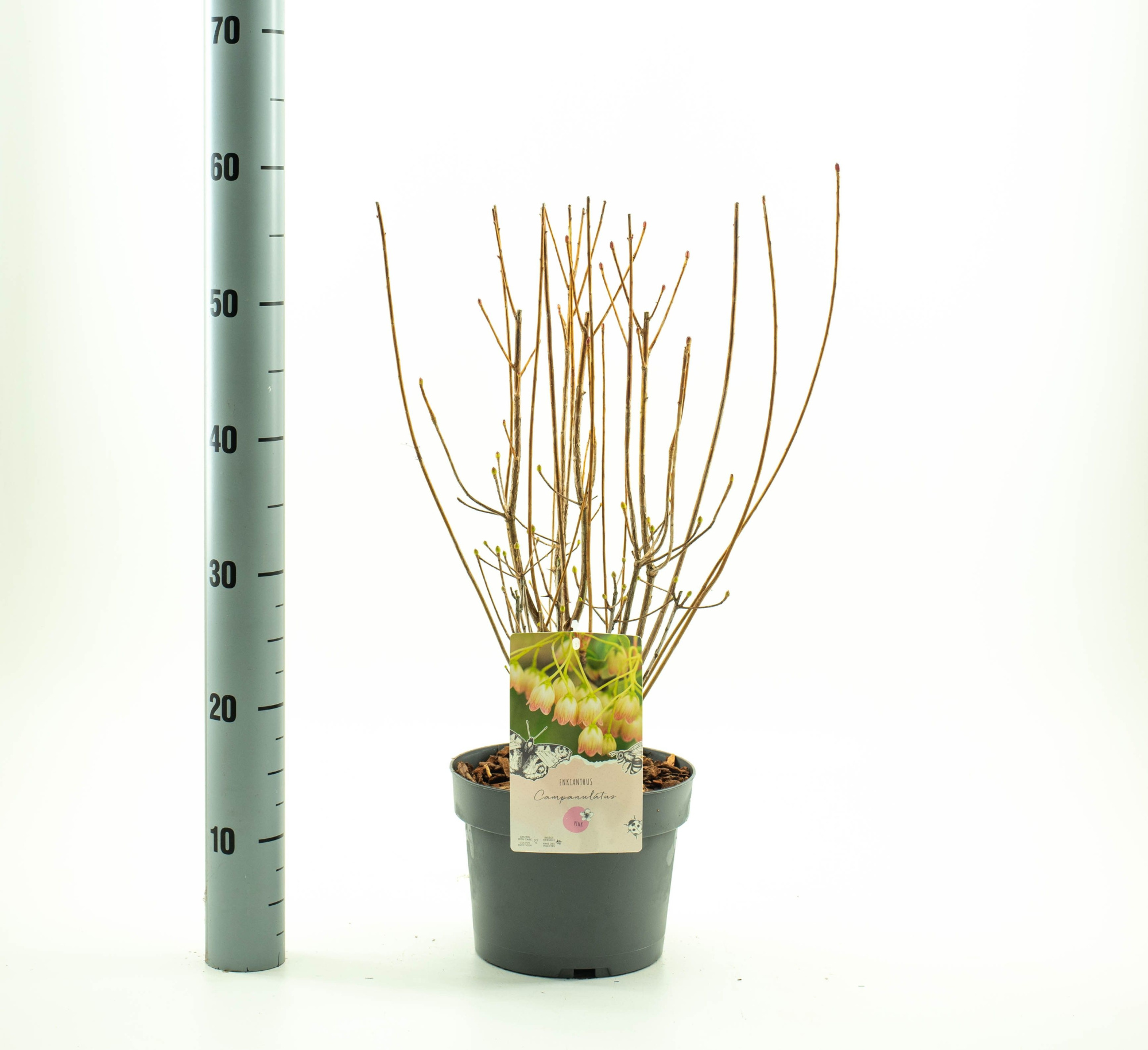 Enkianthus campanulatus, D 19