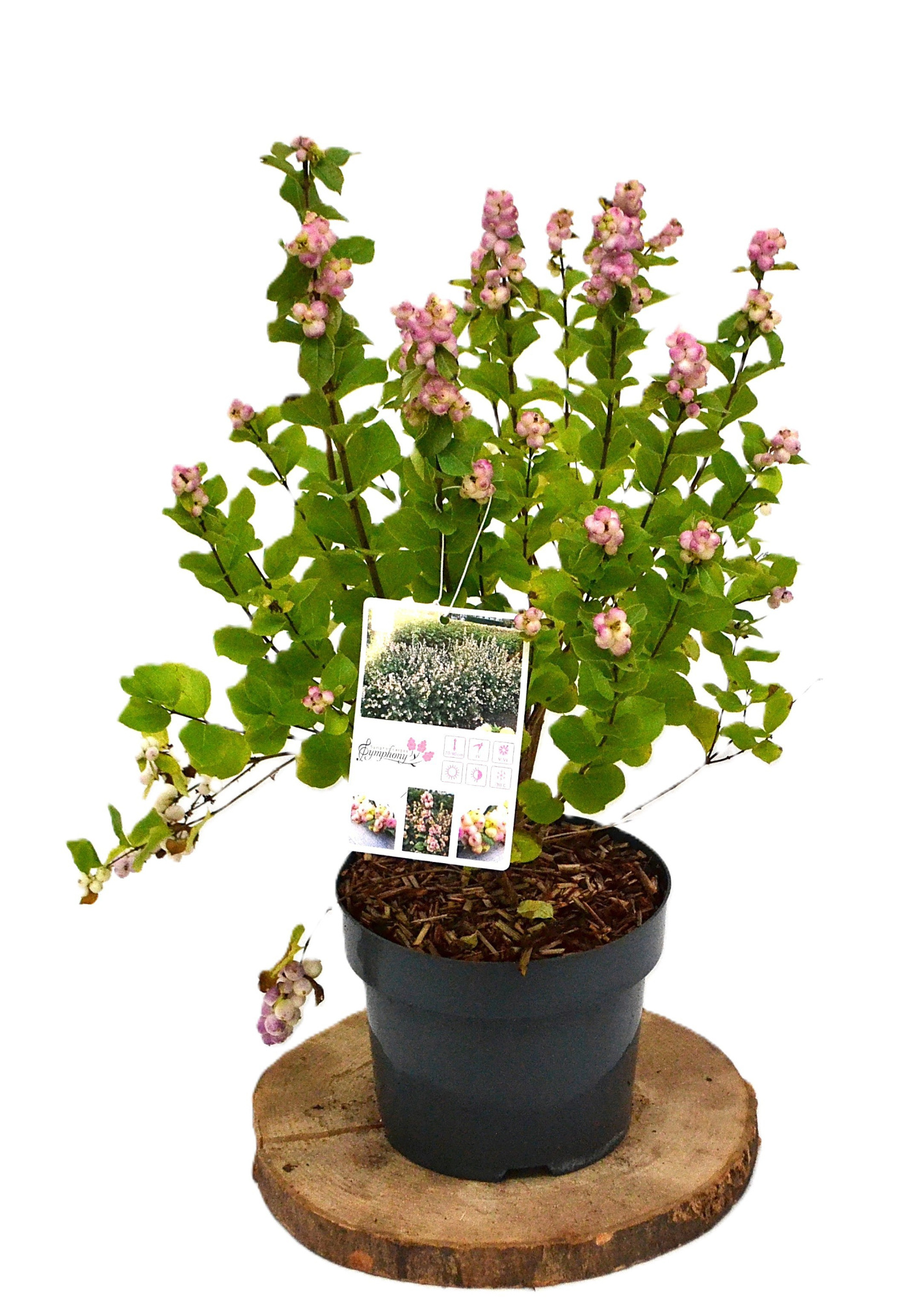 Symphoricarpos d. Rave C3, D 19