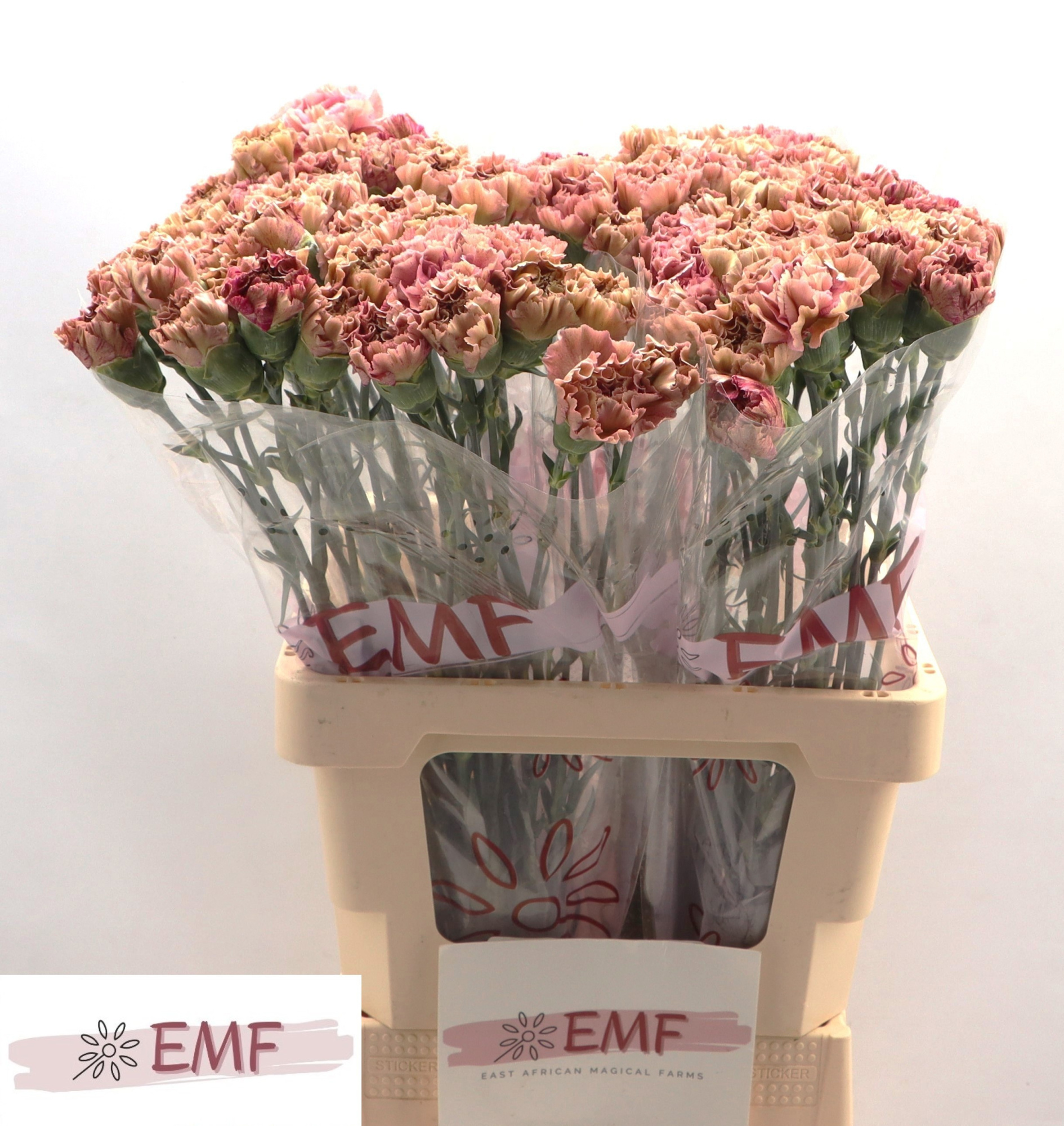 Диантус од. Бабилон, шт.