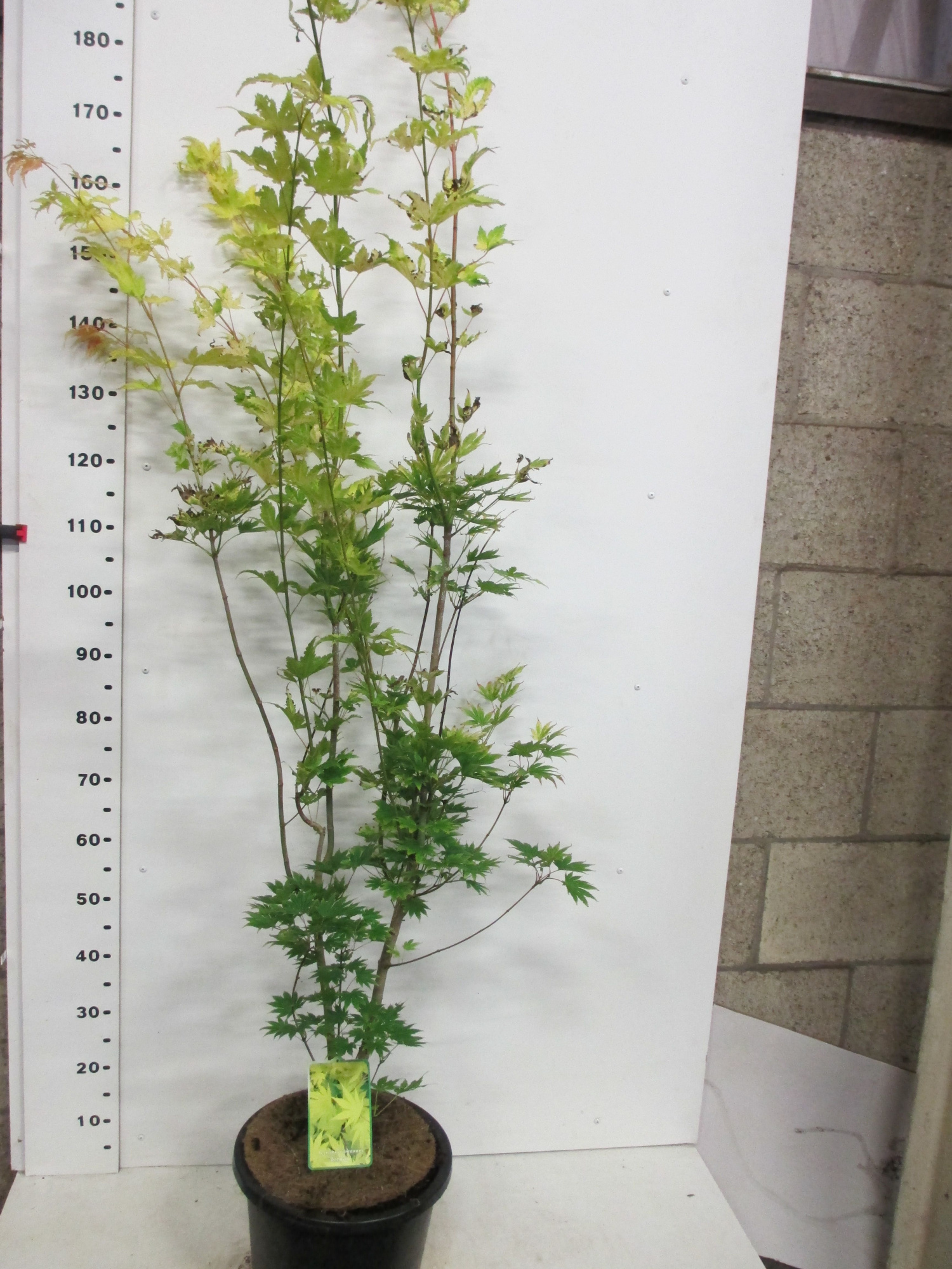 Acer shirasawanum Jordan 125-150 P32, D 32 cm