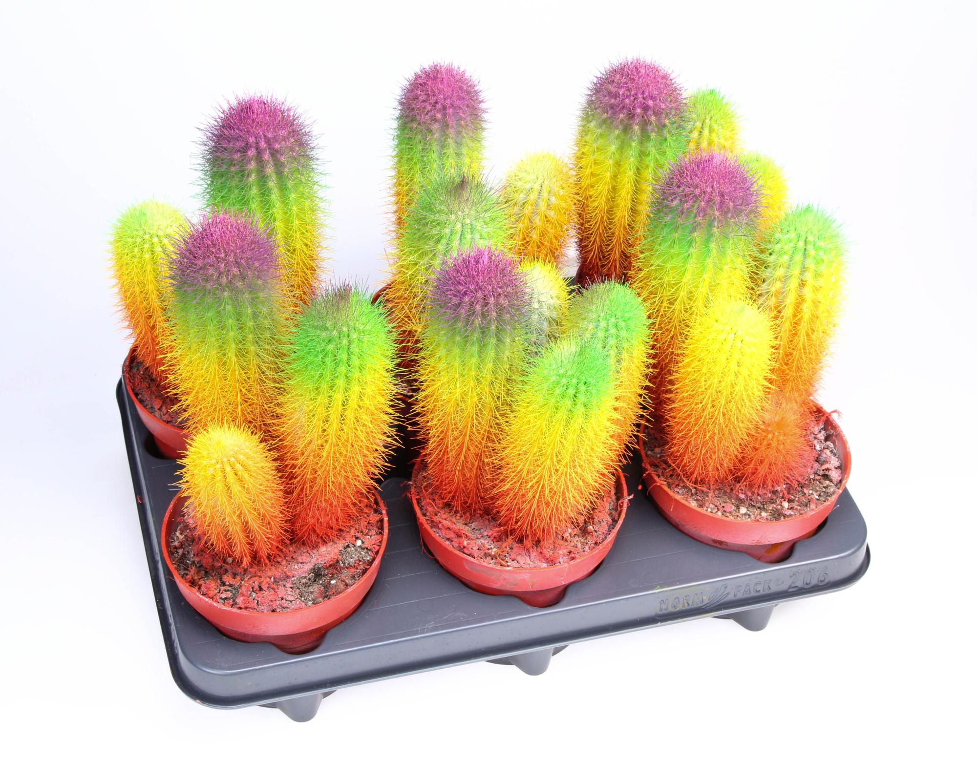Rainbow cactus Special Edition, D 12 cm