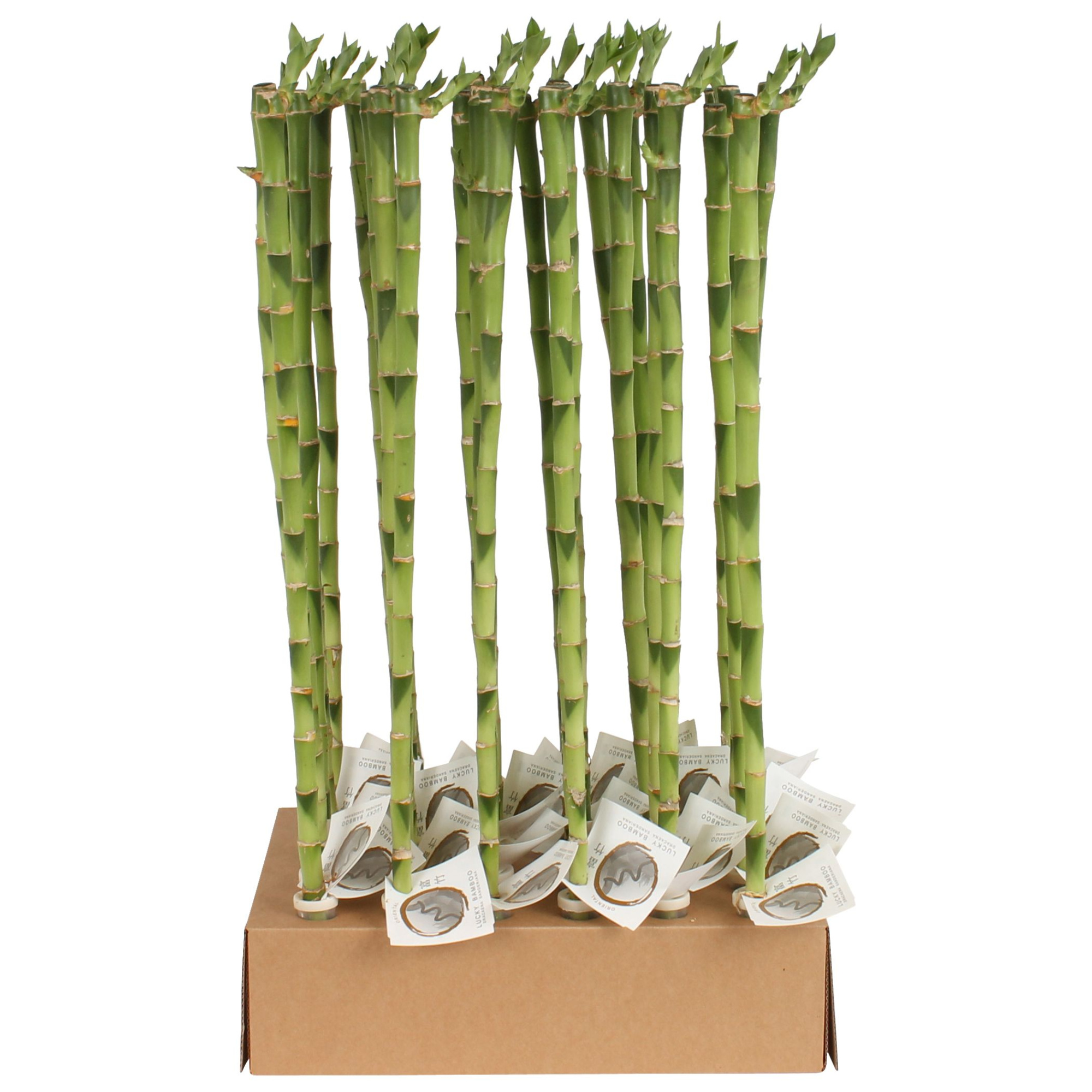 Lucky Bamboo Stem Straight 60cm in Tube & Karton Tray, D 5 cm
