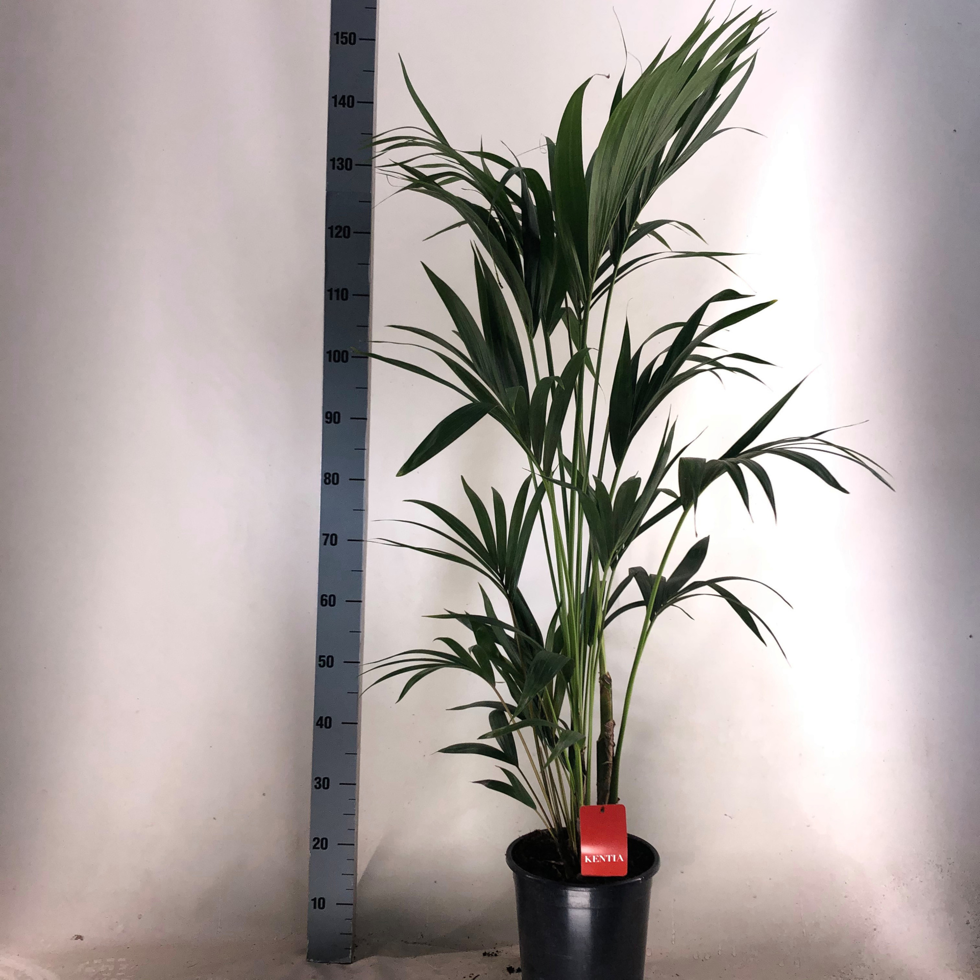 KENTIA - P24 H130 - 5PP - EcoLine (Howea forsteriana, D 24