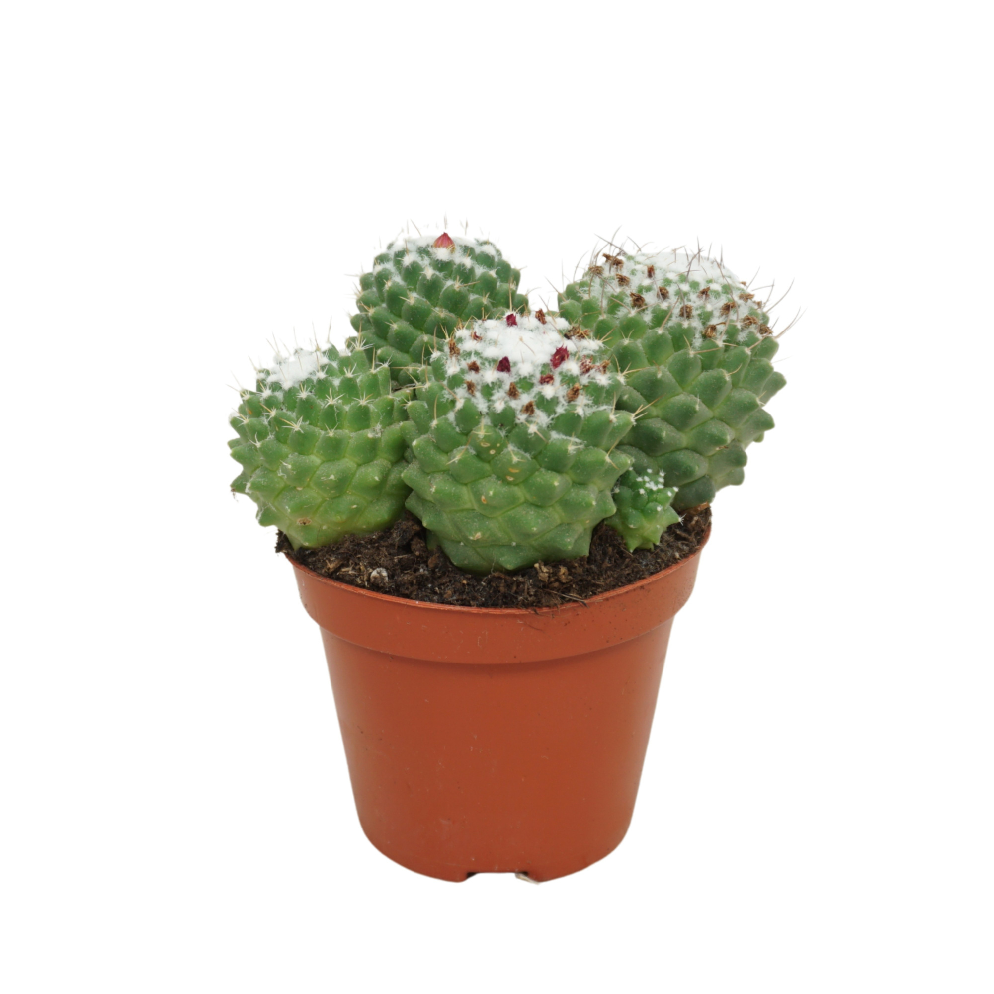 Mammillaria toluca 8,5 cm, D 8,5