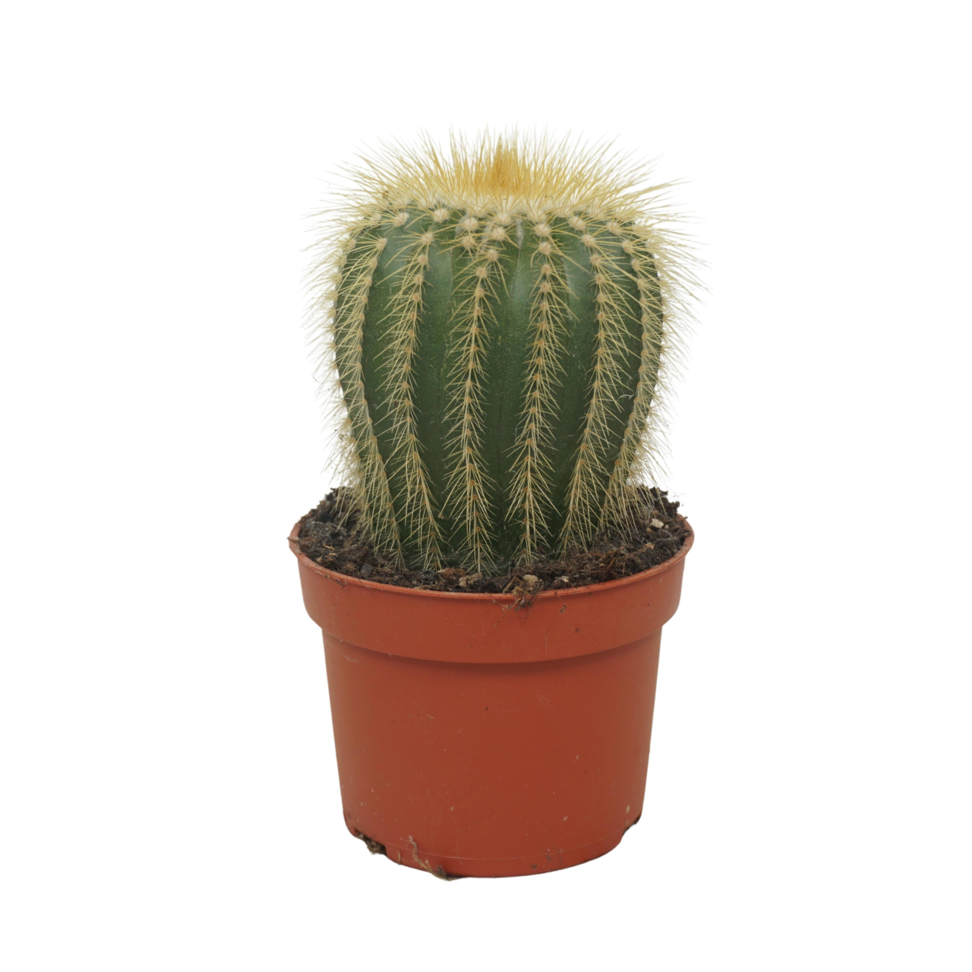 Eriocactus warasii enkel 10,5 cm, D 10,5