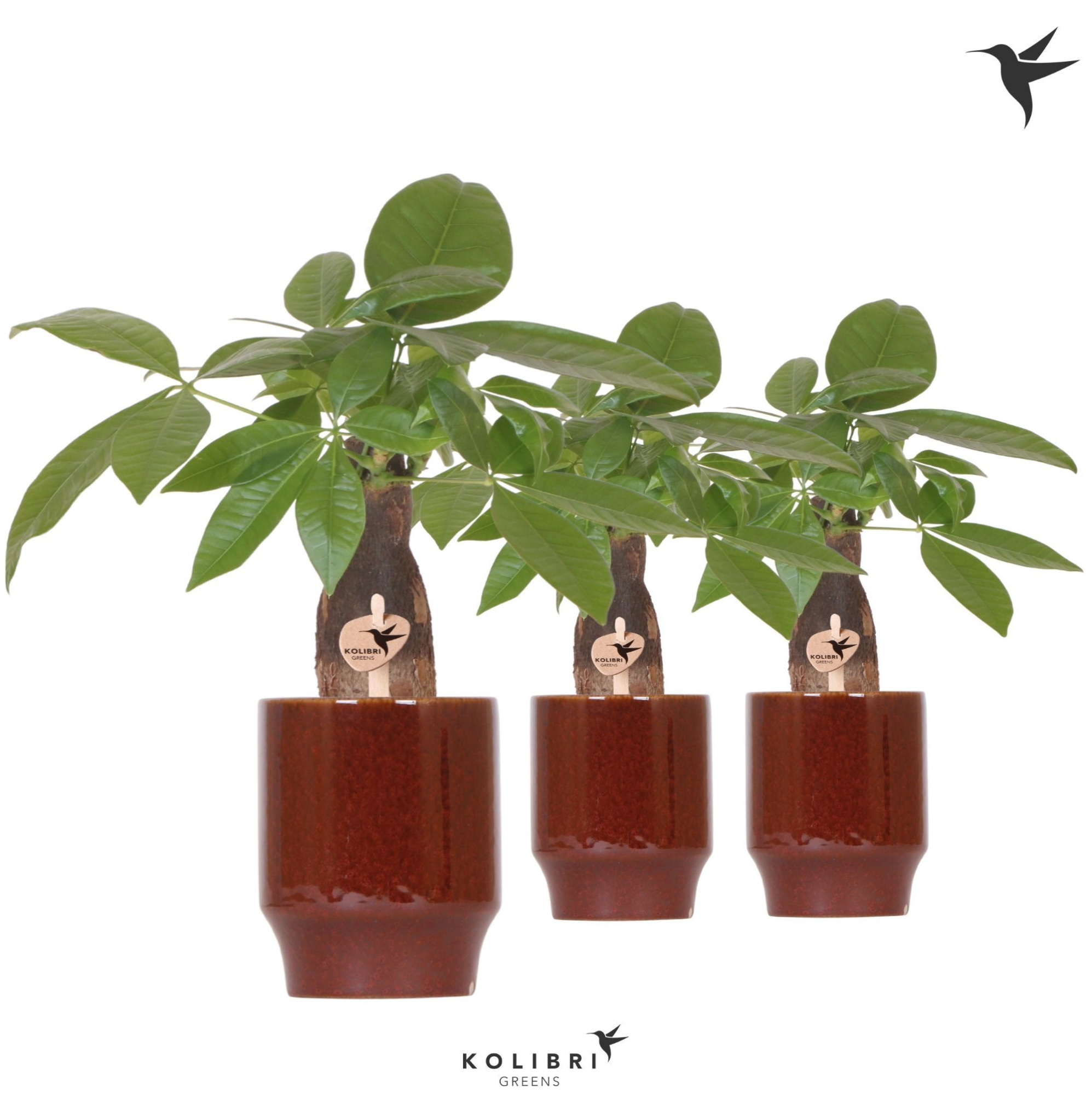 Kolibri Greens Pachira in Classy pot red, D 9 cm
