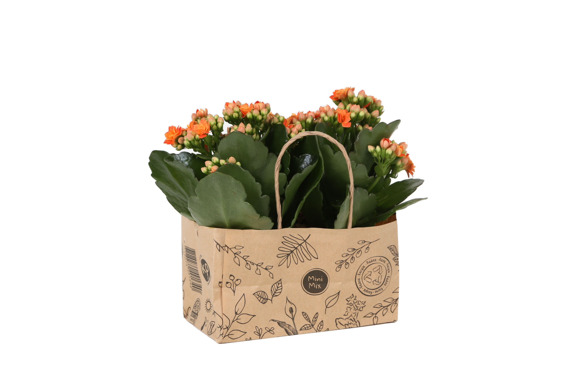 KP-825.3 - Kalanchoe Rosalina 7cm in duo kraft tas, D 7 cm