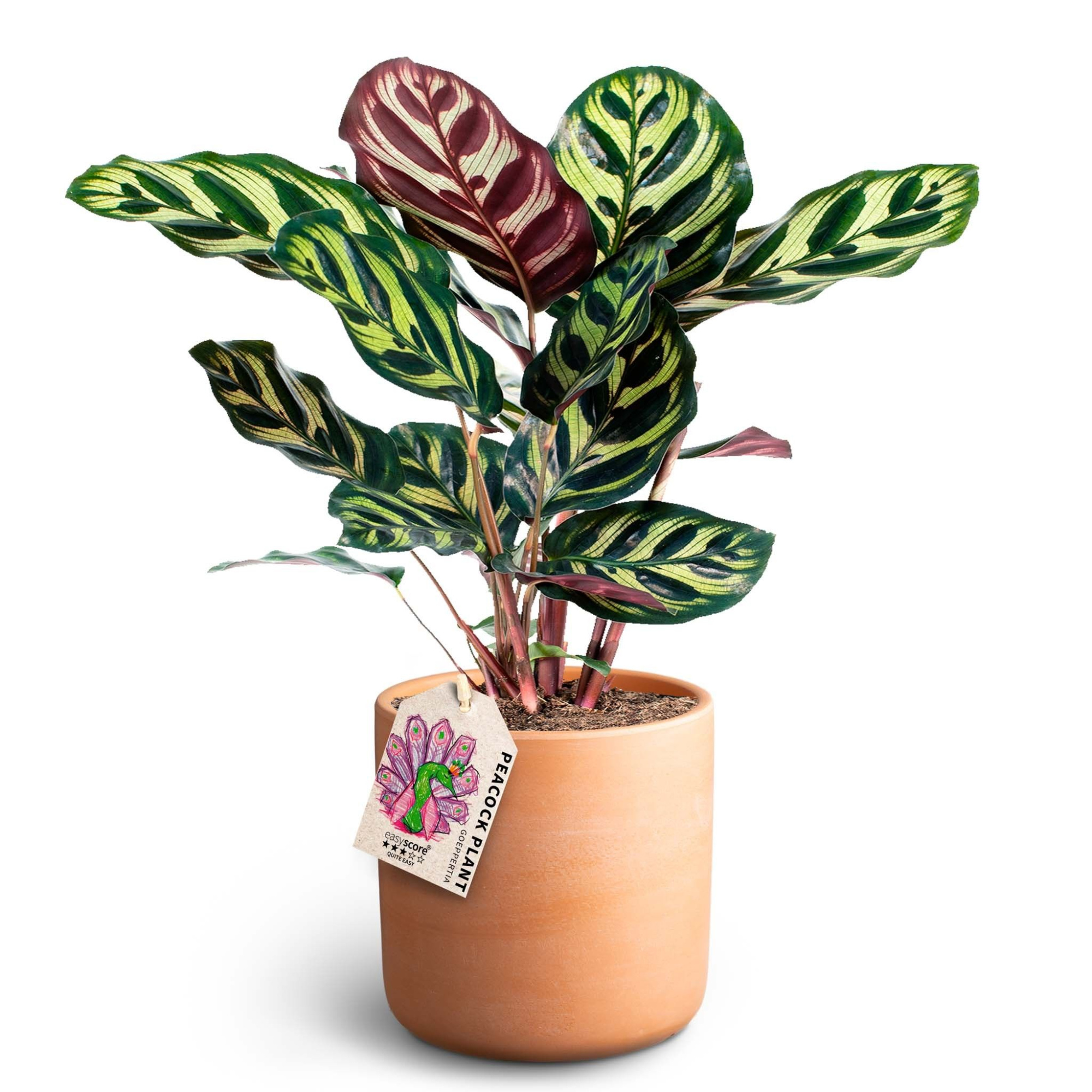 Raw Terracotta, Makoyana, D 12 cm