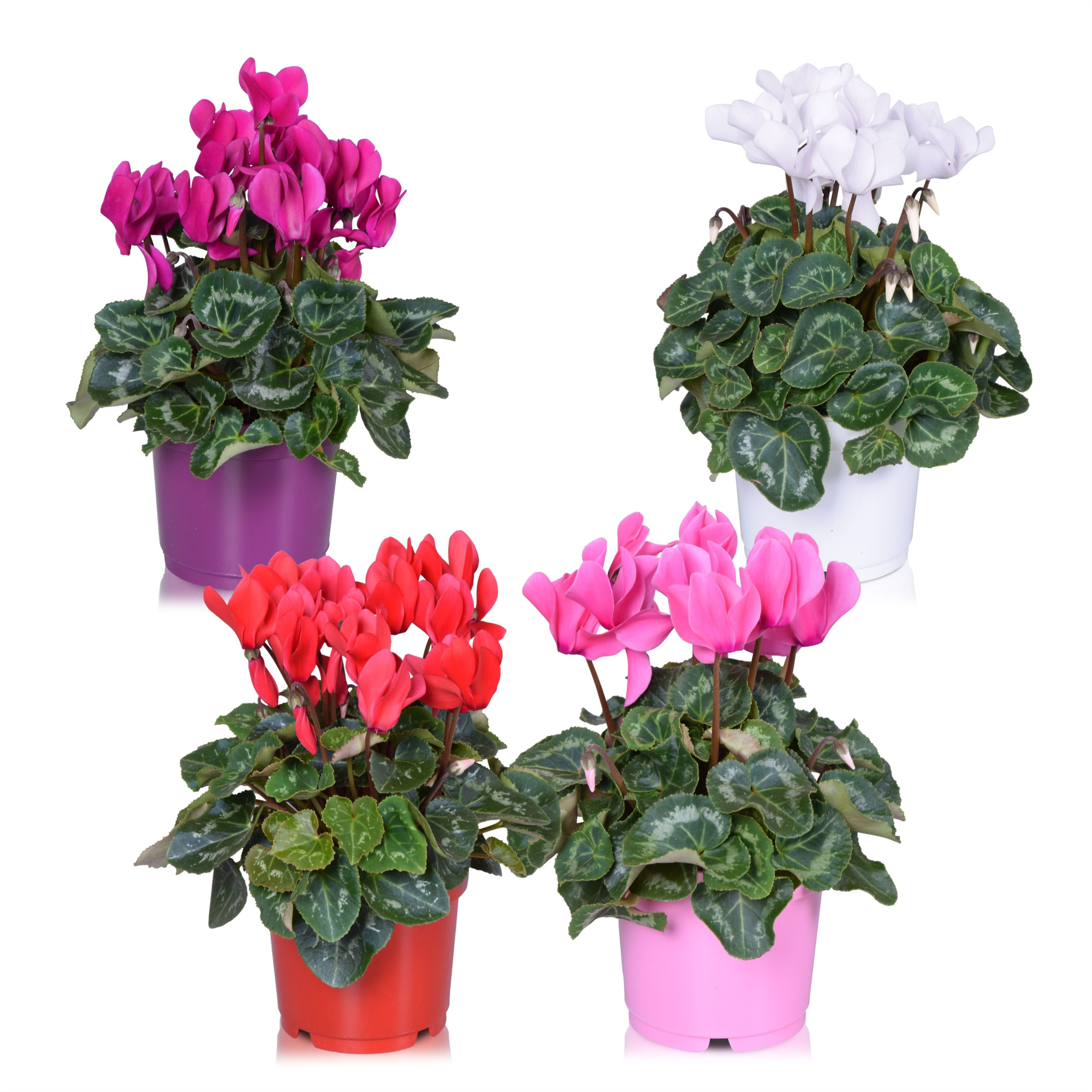 Cyclamen Allure Gemengd (diameter 17.5 cm), D 12