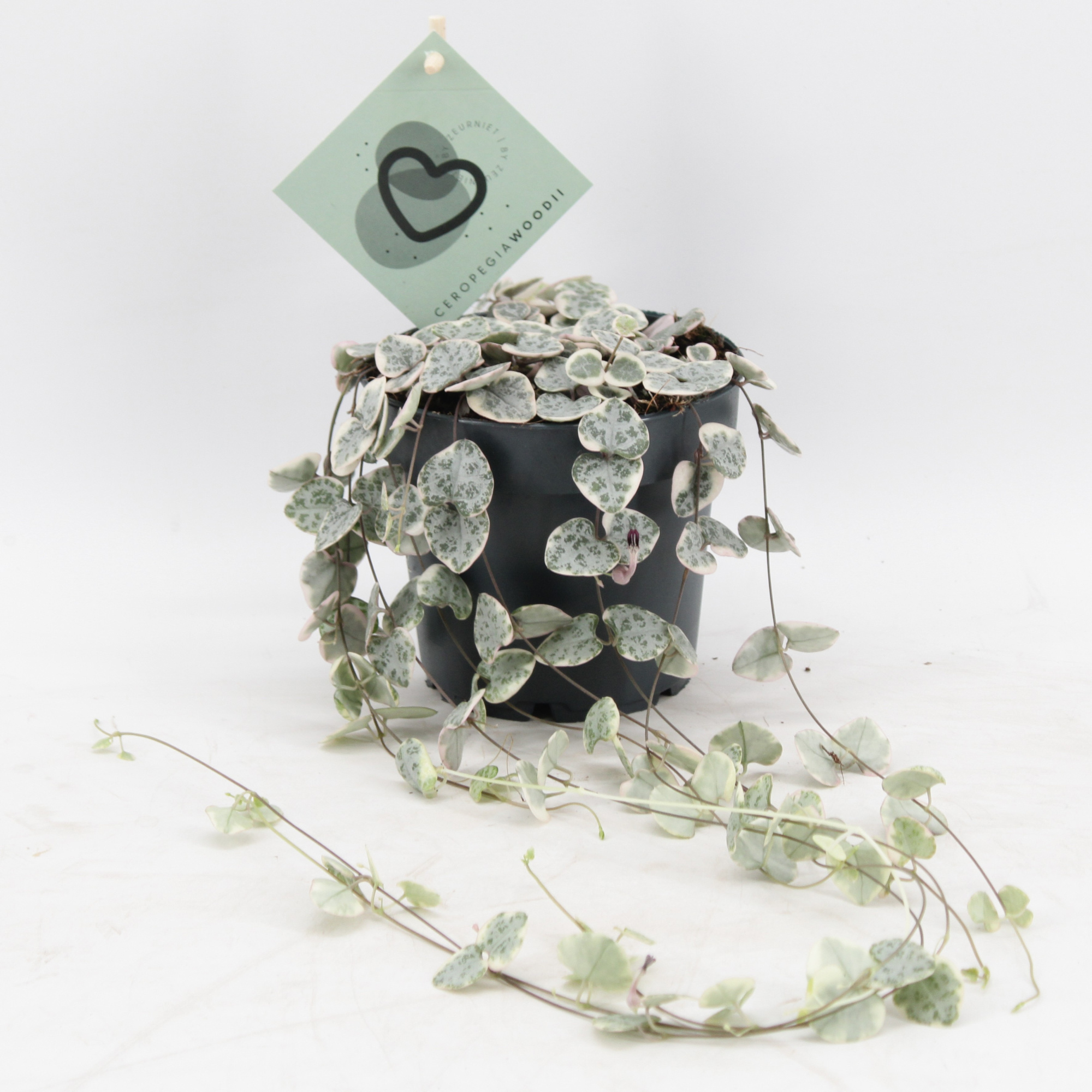 Ceropegia Woodii Variegata, D 12 cm