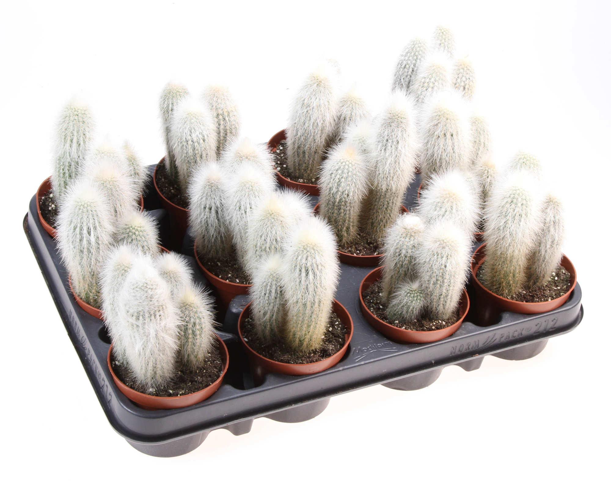 Cleistocactus strausii, D 8,5 cm