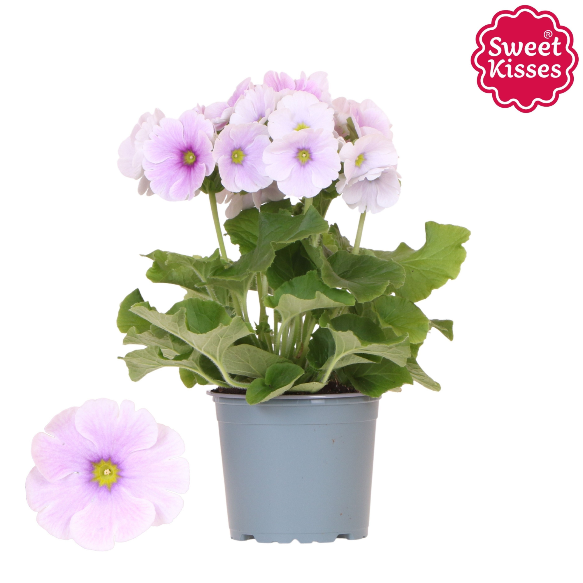 Primula Obconica Sweet Kisses blue blush, D 12