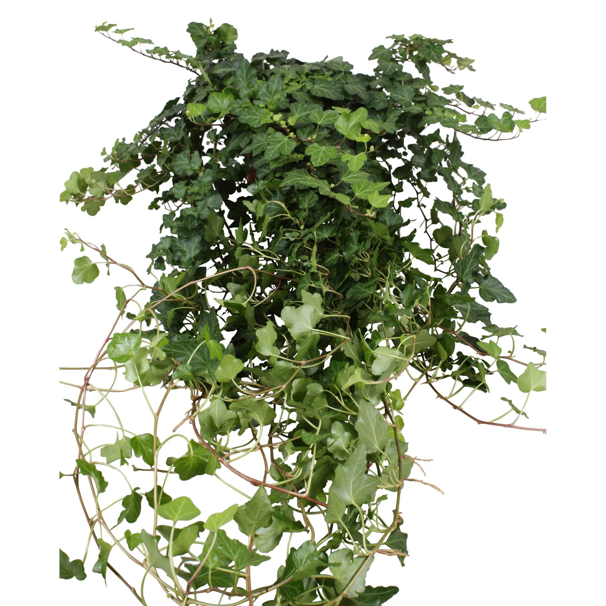 Hedera Wonder lange plant - lengte 90 cm., D 13