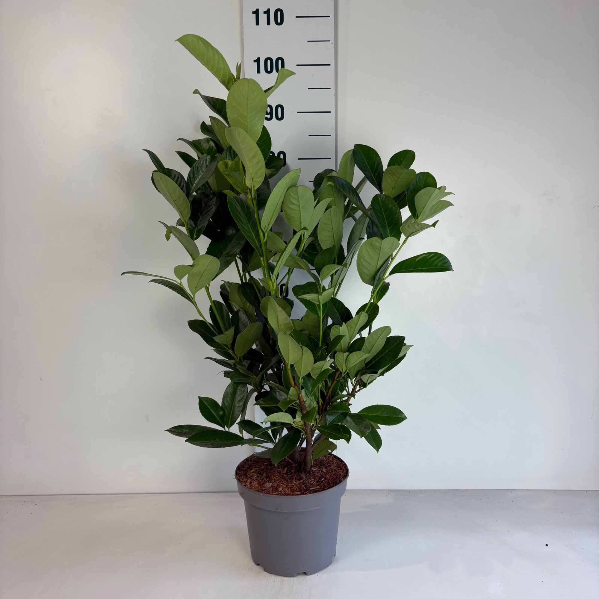 Prunus laurocerasus Rotundifolia, D 23 cm
